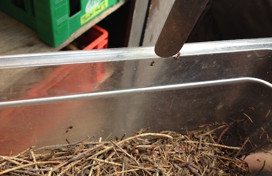 Galleria fotografica






In cammino verso il Noma. Il ristorante è al piano terra del palazzone più a sinistra. Per arrivarci dalla popolare insenatura di Nyhavn (il punto da cui è scattata la foto), occorre fare un bel giro. Ma si notano i lavori per la costruzione di un ponte. Che condurrà dritto all'insegna








Altra prospettiva sul Noma da Nyhavn. Il ristorante galleggia sulla Christianshavn, una delle tante isole artificiali che compongono Copenhagen








Di là del fiume, sulla lunga via che conduce allo spiazzo del Noma








Uno scenario molto tranquillo, di case pastello. Il silenzio è perché vanno tutti in bici













Al massimo si sente rombare qualche scafo








Il vascello davanti al Noma. Oltre a quella danese, sventolano le bandiere di Isole Far Oer e Groenlandia: le loro ambasciate sono nello stesso palazzo del ristorante. Coerenza nordica








Il retro del ristorante. L'80% delle 80 persone che lavorano al Noma viene a lavorare in bici, chef incluso








Dietro al ristorante, un'iscrizione ricorda i passeggeri scomparsi a bordo della danese Hans Hedtoft. Il transatlantico si scontrò il 30 gennaio 1959 contrò un iceberg in Groenlandia. Fu ritrovata solo una cintura di sicurezza
 








L'ingresso del ristorante, al civico 93 di Strandgade








La vista, ingresso alle spalle








Tra l'ingresso e la cucina a vista, spicca un corner di decoro simil-giapponese. A sinistra s'intravede Noma, time and place in Nordic Cuisine, edizioni Phaidon, un testo fondamentale per approfondire tutti i rivoli del Redzepi-mondo. La versione italiana si ordina qui








Una pianta di piccoli agrumi orla la cucina a vista








La porta d'ingresso vista dalla cucina








Le sedie, molto comode, sono anni Sessanta con schienali foderati di pelle di pecora, alcune più morbide di altre








I tavoli sono ampi e senza tovaglie. Attorno prevale il grigio e i colori rustici, sulle travi in legno del soffitto ma anche sulle divise dei ragazzi di sala








La finestra accanto al nostro tavolo








E' lo chef Rene Redzepi a introdurci al pasto: in un vaso di fiori danesi, l'unico pendaglio commestibile è una sorta di carta musica croccante (flatbread) di farina di malto all'aroma di ginepro. Nel piattino in basso, una deliziosa crème fraîche acida per intingerlo








Il flatbread è quello che svetta. "Ma se ci tenete, provate a mangiare anche i fiori", scherza Redzepi. Il cuoco scompare nelle segrete del Noma. Lo ritroveremo solo alla fine del pasto








Tutti i 14 appetizer si mangeranno con le mani. Unica posata, il coltello per tirar su e leccare la crème fraîche da sola (da fare quando tutti gli altri clienti son distratti, però)








Moss and Cep: Muschio di renna con polvere di funghi porcini. E' il corpo bianco, molto saporito ed evanescente, da intingere anch'esso nella crème fraîche
 








Crispy pork skin and black currant: Pelle di maiale croccante e ribes nero, lo strato più esterno. Aspro e croccante








Il ribes nero non ci lascerà prima di molto tempo








Blue mussels and celery: cozze e sedano. Solo due sono quelle buone








La parte inferiore del guscio è commestibile (ancora farina di malto)








Il quinto appetizer è nascosto in una deliziosa scatola di biscotti in latta della tradizione danese (chi non ricorda i Danish butter cookies?)








Cinque tondini, ma solo due "interessanti"








Si chiamano Cheese cookies, rocket and stems, letteralmente Biscotti al formaggio, ruchetta e gambi di erbe aromatiche, un felice snack potenzialmente riproducibile nei nord e nei sud del mondo








Appetizer #6: Potato and duck liver, Patate e fegato d'anatra: le patate croccanti sono in due strati e a mo' di sandwich racchiudono la mousse di fegato. La spolverata è di funghi trombette dei morti, disidratati e polverizzati, una tecnica che troveremo frequentemente








Dried carrot and sorrel, Carote grigliate a fuoco lento per 14 ore, disidratate e servite su polvere di fieno. Si intingono nell'emulsione di acetosella accanto. Un grande piatto perché di inattesa, energica acidità








Ottava entrée: Caramelized milk and cod liver, Biscotto di latte caramellato e fegato di merluzzo, quest'ultimo ghiacciato e pulito. Il secondo dona un aroma molto strong, che domina sul biscotto croccante. Per palati muscolari








Le uova dentro l'uovo








Pickled and smoked quails eggs, Uova di quaglia sbollentate, marinate e affumicate, un classico del Noma. Il tuorlo è completamente liquido








Col Veal fibres and söl, Filamenti di vitello e söl, decimo appetizer, entra in gioco per la prima volta un'alga di mare. E' il söl, appunto, dulse in inglese, Palmaria palmata nella tassonomia scientifica, un'alga rossa incastrata nei filamenti di vitello precedentemente tagliati sottili e poi fritti. Curioso l'impiatto a nido di ingredienti che alla fine incastrano terra e mare








Herb Toast and smoked cod roe, Toast alle erbe e uova di merluzzo affumicato, un'altra grandiosa tapa nordica da far su in due bocconi. Se non ricordiamo male, lo strato superiore è brodo di fegato d'anatra disidratato








Radish, soil and grass, Rapanello, "suolo" ed erba, un altro grande classico del Noma, un paesaggio commestibile di chiara genesi basca-adrianesca, molto replicato negli anni. Carote baby e rapanelli sono interrati in un "suolo" che è una crema di farina di malto con nocciole disidratate. Sotto ancora, uno yogurt di erbe. Finite le verdure, abbiamo chiesto dei cucchiaini per ripulire il suolo








Una foto (di spreadbutter) chiarisce meglio il contenuto del vasetto








Æbleskiver e muikku, penultimo appetizer, di concezione piuttosto recente. Un'antica tradizione dolce danese (Æbleskiver significa "piccoli pezzi di mela" ma la mela qui non c'è) è presentata in versione salata. Code e teste dei muikku, sorta di aringhe baby, sono infilzate in due bigné dall'impasto molto morbido con del ripieno di cetriolo marinato, ben riconoscibile al palato. L'aspetto dispone il cliente alla sfida ma la sua bizzarria visiva si scioglie presto in due bocconi morbidi, eleganti e deliziosi








Ultimo di 14 appetizer: Sorrel leaf and cricket paste, Foglia di acetosella (leggermente piccante) con pasta di grillo. Sì, proprio l'insetto dei prati, qui in consistenza di crema, inserita nel gambo dell'acetosella. Mettendo a fermentare grilli e orzo fermentato, Redzepi ha ottenuto una sorta di garum molto interessante, simile alla soia. Completa il piatto in foto, una granita di nasturzio ghiacciato








E il vino? Non producendo la Danimarca nettari di rilievo, è forse il capitolo meno allettante del Noma. La carta è un trionfo di vini ottenuti in climi freddi: francesi, tedeschi o austriaci soprattutto. Vini di acidità spinta che si combinano bene con le prevalenti acidità dei piatti. Le persone inquadrate nella foto hanno optato per il pairing coi succhi di frutta, quelli sì interessanti e autoctoni: il percorso prevede 7-8 succhi tra cui carote e ginepro, sedano e sedanorapa, cetriolo, eccetera. E i vini italiani? Pochi e tutti rossi, soprattutto di produttori di nebbiolo del Piemonte. "Ma li chiedono solo i norvegesi", ci raccontano








Terminati appetizer e main courses, sbirciamo i lavori in cucina. In primo piano, Samuel Nutter, sous chef inglese








Al centro, riconosciamo Matthew Orlando di San Diego, 35 anni e da 4 e mezzo head chef del Noma. Più tardi ci rivelerà che entro un paio d'anni aprirà il suo ristorante a Copenhagen. "E Renè che ne pensa?", chiediamo. "E' proprio lui a incoraggiarci a metterci in proprio", risponde Orlando. Vero, chiedere anche a Christian Puglisi








Ancora Orlando ci spiegherà che, tra sala, cucina, preparazioni e laboratorio, il Noma arriva a impiegare dall'alba a mezzanotte fino a 80 persone








La cucina prevede 7 comparti: il caldo, il freddo, la pasticceria, gli snack, produzione e mise-en-place, le preparazioni della squadra del mattino e la ricerca (su quest'ultima torneremo più avanti). Gli stagisti scelgono di lavorarci, sapendo di non essere pagati. Redzepi riceve un centinaio di curricula a settimana








Torniamo a tavola e troviamo nuove posate: rami appuntiti di sambuco








Servono a infilzare il primo delle portate "serie", Potato and snails, patate e lumache, servito in due piatti. Il primo è una terrina (rovente) di piccole deliziose patate affumicate e semiaffogate in una salsa al burro dolce e al tavolo spolverate con sale proprio di sambuco. Accanto, piccoli ceppi d'albero affumicati








Accanto, l'altra metà del piatto da infilzare coi bastoncini di sambuco: lumache glassate nel loro succo con burro dolce, olio al prezzemolo ed emulsione di piselli fermentati








Dopo 15 portate arrivano le posate. "Si torna alla civiltà", scherza il ragazzo di sala








...e arriva pure il pane, nascosto in una stoffa soffice con accanto due ciotoline che contengono burro da latte di capra e burro di grasso e crumble di maiale. Colesterolemici, vade retro








Solleviamo la stoffa: il pane è una pagnotta di lievito naturale di grano locale. La crosta è super-fragrante e il cuore molto sofficie e poroso








Cooked fava beans and beach herbs, Fave stufate gentilmente ed "erbe di spiaggia" (che poi sono diversi tipi di alghe di mare). Le fave sono fantastiche nella loro compattezza inaspettatamente dolce








Con la terza portata del ciclo "serio" veniamo ai ragazzi di sala: sono tutti molto professionali ma anche rilassati. Tra i 30 e i 40 anni, molti tatuati, ruotano di continuo al nostro tavolo: una trentina dei piatti sono stati serviti e illustrati da 10 camerieri diversi, molti dei quali cuochi dei livelli più alti della gerarchia. Il ragazzo in foto che ci serve Berries and cucumber, Bacche e cetrioli, si chiama Beau Clugston, è australiano e da poche ore è un nuovo sous-chef del Noma








Ai frutti di bosco e insalata di cetrioli si unisce del succo di camomilla...








...et voilà








Insalata di brown crab (granchi atlantici), tuorlo d'uovo, erbe di campo e il rosso sono le uova del granchio. I ragazzi si raccomandano di fare attenzione perchè potrebbe esserci del carapace o delle chele: la carne del granchio è stata rimossa tutta a mano. Noi ci scontriamo solo con un fresco schiaffo iodato








Accanto alle langoustine, scampi norvegesi, torna l'alga söl, questa volta in forma di emulsione con acqua di ostriche. I puntini rossi sono segale disidratata








Cavolfiore e pino, crema e rafano. Pensi a una capasanta e invece è un trancio di cavolfiore quello che spunta da sotto gli aghi di pino. E' ricavato dalla parte alta dell'ortaggio, arrostito a arricchito con gli aromi di pino, abete, ginepro e rafano. L'orto e il silvestre








Lucioperca con gambi di verdure. Impeccabile ma insolitamente classico nella sua concezione su salsa al burro e capperi. Incuriosisce la disposizione, che lascia intonsa più di metà del piatto. Come a voler lasciar libero il lucioperca di sguazzare di nuovo








Arrivano in tavola nuovi oggetti: olio di fieno e un cronometro. E' l'inizio del gioco di The hen and the egg, La gallina e l'uovo








The hen and the egg #2: attorno a un tegamino rovente su del fieno appena umido, notiamo una chips a spirale di patata e un uovo (d'anatra, ci dicono)








The hen and the egg #3: accanto al tegame, foglie di spinaci, aglio selvatico, germogli e fiori di campo vari








The hen and the egg #4. "Dovete rompere voi l'uovo e cuocerlo", ci spiegano armati di olio di fieno, che spruzzeranno nel tegame prima del nostro esercizio








The hen and the egg #5: son riuscito a non sbrodolare. Il piatto, spiegherà Redzepi poi, "E' un po' un invito sdrammatizzante a cucinare. Sono rimasto sorpreso dal fatto che tanti clienti non hanno mai rotto un uovo. Cerco di mostrare loro che la cucina è in fondo un esercizio molto elementare"








The hen and the egg #6: dopo 120 secondi esatti di cronometro, si uniscono all'uovo le verdure e si rimesta il tutto








The hen and the egg #7: tocco finale, una salsa di acetosella. Il piatto non è memorabile...








...ma il risultato è lo stesso delle 21 portate precedenti: piatto spazzolato The hen and the egg #8








Animelle di vitello, erbe di campo, funghi e sedanorapa. Un gran piatto, ma non esattamente quello che ti aspetti al Noma. Sottigliezze eh








A un passo dai dolci, il brusio in sala si fa più sostenuto. L'alcol e le discussioni sull'incredibile girandola di piatti provati








E il brusio lievita ancora al primo dei due dolci: Blueberries and ants, Mirtilli e formiche (la foto è di garyalanfine, avevo terminato le batterie). Il piatto è duplice: la foto mostra la prima metà, che racchiude una confettura di formiche tra due foglie di nasturzio. Ce la porta al tavolo Rosio Sanchez da Chicago, splendida coordinatrice dei dessert del Noma. E le formiche? Ci torniamo alla fine della gallery








Mirtilli e formiche parte seconda: accanto alle foglie di nasturzio con formiche, arriva un geniale sandwich con gelato di mirtilli (la foto è ancora di garyalanfine)








Ventiquattresimo e ultimo piatto, un "classico" Gammel Dansk, sorta di Jaegermeister danese qui sposato ad acetosella e latte disidratato. Apprezziamo la voglia di non sovraccaricare con ulteriori bombe al cioccolato o altre grasse cremosità che a fine pasto chiederebbero gli straordinari ai succhi gastrici (grazie ancora a garyalanfine)








Dopo oltre 3 ore di degustazione, ci si accomoda tutti nel dehors accanto: in vetrina spiccano grappe di Brunello








Potevano farti mancare lo skyr, il formaggio fermentato acido degli islandesi? Certo che no: agli albori della New Nordic Cuisine venne praticamente brandito da Redzepi come simbolo delle rivoluzione. L'arma per contrastare il dilagare dei formaggi francesi in Danimarca, così come l'olio di colza in vece dell'olio d'oliva








Riordinata la sala per la sera, Kim Sander e Matthew Orlando ci invitano a fare un sopralluogo nei back office del Noma








I ragazzi si divertono ma il lavoro è un massacro: tra il pranzo e la cena ci sono solo 45 minuti di pausa, dalle 17 alle 17.45. "Per questo", spiega Redzepi, "è fondamentale tenere chiuso due giorni, domenica e lunedì. Così stacchiamo da ogni pensiero. 7 su 7 sarebbe controproducente per l'umore di tutti"








Orlando ci mostra il gazebo all'aperto sul retro, dove si griglia e affumica qualsiasi cosa








Al primo piano, un tavolo da 9-15 persone che si aggiunge ai coperti del piano terra. "E' il nostro table's chef' , dice Orlando








Alle pareti, una felice riproduzione caricaturale della cucina di sotto








Nella sala accanto, uno squadrone di giovanissimi è perennemente alle prese con le pre-preparazioni








Tagliare, separare, sgusciare, sminuzzare...








Il terzo ambiente al primo piano è la sala del relax dei ragazzi...








...ma anche quella del grande capo...








...che infatti troviamo defilato ad affettare un mega-cavolo...








...che cavolo non è: "E' un fungo", rivela Renè Redzepi, "un regno che mi affascina tantissimo perché è vasto così", dice disegnando un cerchio molto ampio con le braccia, "mentre noi ne sappiamo tanto così", mima chiudendo pollice e indice. "Purtroppo questa stagione non è propizia per i funghi, troppo secca, ma non dispero"








Ma parliamo di formiche. Redzepì tira fuori un tupperwear brulicante di insetti che vagano rintontiti. "Non è questione di stravaganza o sensazionalismo", spiega, "occorre solo infrangere i nostri tabù, non come esercizio fine a se stesso, ma come esplorazione di tutti i flavour possibili"








"Senti che effluvi naturali di cardamomo escono da qui? Le formiche li rilasciano in modo del tutto naturale per tenere lontani i nemici", spiega








La sera stessa ci scrive su twitter la giornalista spagnola Julia Perez da Lima, spiegando che gli insetti amazzoni che cucina il cuoco venezuelano Sumito Estévez sanno invece di limone
 








"Un giorno, quando avrò tempo, spero non tra 10 anni, voglio trovare il modo di andare a visitare i più grandi macellai italiani". Un messaggio da girare subito a Cazzamali & co.





