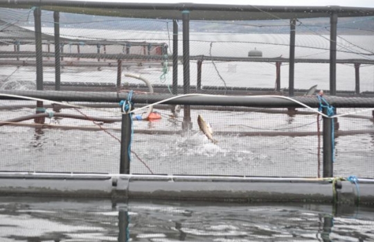 Galleria fotografica






Scozia, regione di Argyle, sud-ovest del Paese








Loch Fyne è il fiordo più noto di Argyle e anche il più lungo del Paese. Loch in gaelico significa "lago", fyne "fiordo"








Nei dintorni, colline dolci, larici, pini e abeti








Al largo si scorgono delle gabbie di acquacoltura








Disinfettare bene i piedi prima di salire sulla chiatta








Sulla chiatta, verso le gabbie dei salmoni








L’acqua in cui sguazzano i salmoni è pulita, filtrata, ricca di sali minerali








Ecco la gabbia: sono una decina in tutto, di larghezza variabile, profonde fino a 28 metri








Nuotano in circolo 30mila salmoni per gabbia. Ogni esemplare ha a disposizione 98,5 litri d’acqua per ogni chilo e mezzo di peso, uno dei più elevati del Paese





