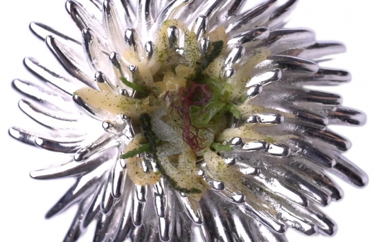 Galleria fotografica






Le prove generali








Prove del primo atto: al centro, il Bonsai di pica-pica


















Comincia la nostra esperienza: occhio all'indirizzo del centro Arts Santa Monica








Fuori staziona il van di Girona con tutto il nécessaire commestibile








Dentro, la targa coi ringraziamenti a tutti coloro che hanno lavorato al progetto








Per arrivare al set dell'opera si attraversa una mostra che proietta in oblò teaser coi motivi anticipatori di quel che troveremo dentro








Un altro teaser








Il set prima delle trasmissioni













Si parte








Una spirale ci introduce al viaggio








Al centro del tavolo, nascosto tra bonsai (un classico rochiano), pica-pica di bon bon rappresentativi di vari paesi: cevice peruviano, guacamole messicano, cous-cous marocchino...








Commensali spiazzati








Il sogno ha inizio: l'atto primo mette in tavola la Luna, sfere di tartufo bianco e nero con distillato terrestre








Intorno, un video di Franc Aleu, le musiche di Luca Francesconi e il tableware di Taller Luesma Vega








La luna








Atto secondo: lo spazio








Piatto dello spazio: aria di fichi di Cap de Creus








C'è un calice diverso per ogni atto: si passa dal cava agli champagne, dall'Armagnac ai Rioja a semplici gocce di distillati, versati anche sulla mano








Intorno, un altro splendido 3D di Franc Aleu, con le musiche di Sergi Caballero, Pedro Alcade








E' l'ofiuco, il tredicesimo segno zodiacale, tema del terzo atto













Atto quarto: Under the Sea, il set  diventa uno scenario sottomarino (vedi video 1)













E a tavola arriva una composizione golosissima di piatti di mare, servita in sculture di Pere Gifre e Dani Molina: vellutata di ricci grigliati, anemoni impanati, parmentier di octopus, marinata di frutti di mare e cirripedi













Tra un atto e l'altro, la voce calma di Josep Roca


















Atto Quinto, il Giardino delle Esperidi, dal sapore orientale: nel piatto, un fiore Mandala con limone, curry, bietole, mango, cocco, finocchio, yogurt, cannella, cardamomo, menta, zenzero, pepe, fiori, carciofi e agnello













Atto Sesto: il Corteggiamento













Motivi Yin Yang ovunque: nelle musiche di Albert Guinovart, nei video di Franc Aleu. E nel piatto dei Roca: Ostriche marinate in sherry Palo Cortado, salsa di ostriche, aglio bianco e nero








Ci si prepara ai fuochi d'artificio del settimo atto. I 12 camerieri si avvertono appena, se non quando illuminati dalle scenografie








Atto sette: i piatti sono creazioni ispirate ai fossili di Roos Van de Velde








Dopo la mela candita, tema dell'ottavo atto, l'opera assume i toni ancora più foschi nel nono, la Guerra: Royale d'oca con gocce di sangue di bietola. Le musiche di Wolfgang Mitterer e le immagini di Franc Aleu si fanno cruente (vedi video 2)








Atto Dieci: Misericordia/Morte








Spuma di patate viola, bon bon di gelato di genziana, midollo di vitello, rabarbaro con caviale e funghi trombette della morte. Attorno, fumi d'incenso di Artemisia








Dopo la Gloria (undicesimo atto, il piatto che respira del video 3) approdiamo rapidi alla chiusura del dodicesimo anno (il Risveglio della primavera)








Tutti vorrebbero ricominciasse








Amuse-bouche
Il Bonsai di pica-pica








Preludio
Brodo vegetale cotto in bassa temperatura con parole scritte








Atto 1 - Il Sogno comincia
La luna: sfere di tartufo bianco e nero con distillato di terra








Atto 2 - Lo spazio
Aria (essenza) di fichi di cactus di Cap de Creus








Atto 3 - Ofiuco
Serpente di anguilla affumicata





