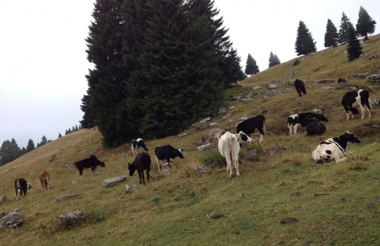 Galleria fotografica






La targa della baita Erio di Sopra a Mezzaselva di Roana (Vicenza), 600 metri sopra l'Altopiano di Asiago (che già di suo sta a 1.000 metri slm)








Ore 9: fervono i preparativi








La baita








Gli inquilini di Erio di Sopra





