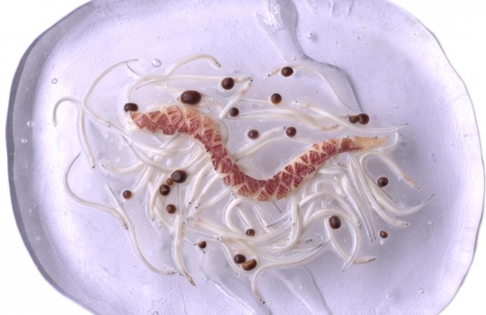 Galleria fotografica






Le prove generali








Prove del primo atto: al centro, il Bonsai di pica-pica


















Comincia la nostra esperienza: occhio all'indirizzo del centro Arts Santa Monica








Fuori staziona il van di Girona con tutto il nécessaire commestibile








Dentro, la targa coi ringraziamenti a tutti coloro che hanno lavorato al progetto








Per arrivare al set dell'opera si attraversa una mostra che proietta in oblò teaser coi motivi anticipatori di quel che troveremo dentro








Un altro teaser








Il set prima delle trasmissioni













Si parte








Una spirale ci introduce al viaggio








Al centro del tavolo, nascosto tra bonsai (un classico rochiano), pica-pica di bon bon rappresentativi di vari paesi: cevice peruviano, guacamole messicano, cous-cous marocchino...








Commensali spiazzati








Il sogno ha inizio: l'atto primo mette in tavola la Luna, sfere di tartufo bianco e nero con distillato terrestre








Intorno, un video di Franc Aleu, le musiche di Luca Francesconi e il tableware di Taller Luesma Vega








La luna








Atto secondo: lo spazio








Piatto dello spazio: aria di fichi di Cap de Creus








C'è un calice diverso per ogni atto: si passa dal cava agli champagne, dall'Armagnac ai Rioja a semplici gocce di distillati, versati anche sulla mano








Intorno, un altro splendido 3D di Franc Aleu, con le musiche di Sergi Caballero, Pedro Alcade








E' l'ofiuco, il tredicesimo segno zodiacale, tema del terzo atto













Atto quarto: Under the Sea, il set  diventa uno scenario sottomarino (vedi video 1)













E a tavola arriva una composizione golosissima di piatti di mare, servita in sculture di Pere Gifre e Dani Molina: vellutata di ricci grigliati, anemoni impanati, parmentier di octopus, marinata di frutti di mare e cirripedi













Tra un atto e l'altro, la voce calma di Josep Roca


















Atto Quinto, il Giardino delle Esperidi, dal sapore orientale: nel piatto, un fiore Mandala con limone, curry, bietole, mango, cocco, finocchio, yogurt, cannella, cardamomo, menta, zenzero, pepe, fiori, carciofi e agnello













Atto Sesto: il Corteggiamento













Motivi Yin Yang ovunque: nelle musiche di Albert Guinovart, nei video di Franc Aleu. E nel piatto dei Roca: Ostriche marinate in sherry Palo Cortado, salsa di ostriche, aglio bianco e nero








Ci si prepara ai fuochi d'artificio del settimo atto. I 12 camerieri si avvertono appena, se non quando illuminati dalle scenografie








Atto sette: i piatti sono creazioni ispirate ai fossili di Roos Van de Velde








Dopo la mela candita, tema dell'ottavo atto, l'opera assume i toni ancora più foschi nel nono, la Guerra: Royale d'oca con gocce di sangue di bietola. Le musiche di Wolfgang Mitterer e le immagini di Franc Aleu si fanno cruente (vedi video 2)








Atto Dieci: Misericordia/Morte








Spuma di patate viola, bon bon di gelato di genziana, midollo di vitello, rabarbaro con caviale e funghi trombette della morte. Attorno, fumi d'incenso di Artemisia








Dopo la Gloria (undicesimo atto, il piatto che respira del video 3) approdiamo rapidi alla chiusura del dodicesimo anno (il Risveglio della primavera)








Tutti vorrebbero ricominciasse








Amuse-bouche
Il Bonsai di pica-pica








Preludio
Brodo vegetale cotto in bassa temperatura con parole scritte








Atto 1 - Il Sogno comincia
La luna: sfere di tartufo bianco e nero con distillato di terra








Atto 2 - Lo spazio
Aria (essenza) di fichi di cactus di Cap de Creus





