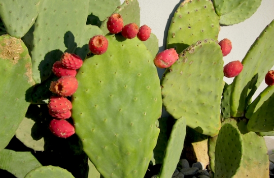 Galleria fotografica