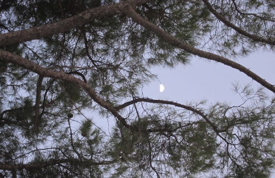 Galleria fotograficaInverno ad Andria, venerd&igrave; 2 dicembre 2011 all'ora di pranzo all'ingresso del ristorante UmamiIl cestino del pane al ristorante Umami di AndriaSua maest&agrave; il Gambero rosso di Gallipoli interpretato da Felice Sgarra con la sua bisque, crema di ricotta, puntarelle, cicoria e rucola, mele renette e una grattata finale di Tartufo Bianco di AlbaCrema di patate con seppie, al nero e in tempura, e doppio caviale, beluga e di scampiBurratina di Andria con ostrica rossaOstriche raccolte in Adriatico a oltre trenta metri di profonditaSpaghettone primo grano, aglio e olio con filetti di cicalaPappardella di grano arso con cime di rape e scampo scottato con farina di taralliRavioli di farina di kamut, ripieni con burrata andriese e pesto di olive leccineBaccal&agrave; morro, cotto dolcemente con olive dolci e pomodoro galatinoIl petto di pollo del cortile, affumicato al rovere con tarassaco e piccola parmigiana di melanzaneRiflessi nel vetroPrima...e poi dopoTortino di mele cotogne e mandorle di TorittoOttima cottura della mela cotogna da parte di Felice Sgarra al ristiorante Umami di Andria