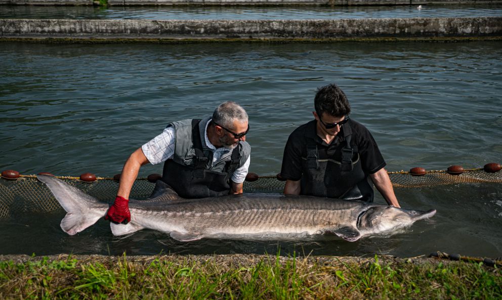 Ma quant'è buono lo storione (non solo le sue uova). Tutto ciò che serve sapere su questo pesce antico e pregiato