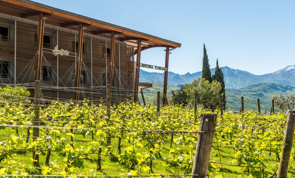 Cantina Toblino punta a rilanciare il Vino Santo del Trentino