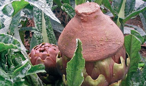 Il pelusiello con carciofo violetto di Castellammare di Paolo De Gregorio