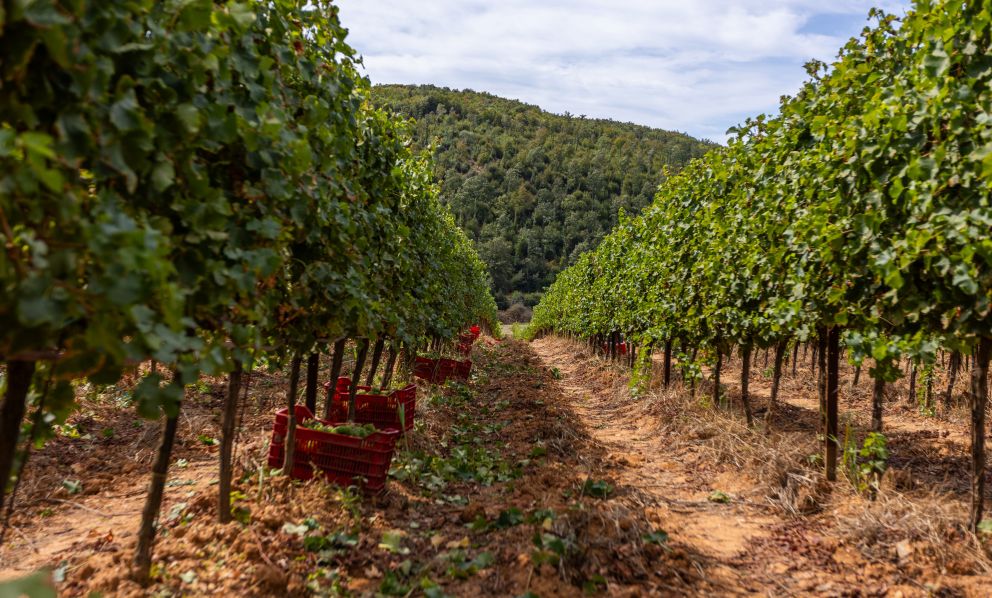 Ciliegiolo e Vermentino, la Maremma dei vini è pronta a spiccare il volo