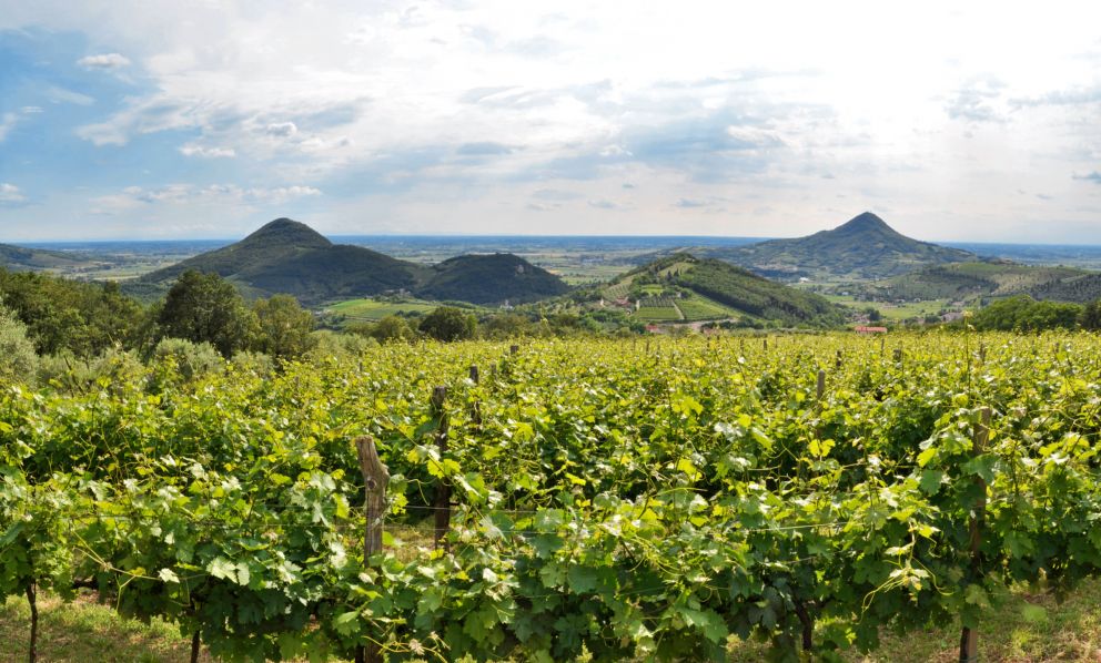 Il Consorzio Colli Euganei racconta la Docg Fior d'Arancio attraverso le voci di sei produttrici