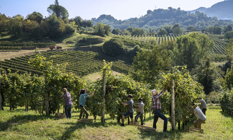 Consorzio Asolo Montello, 40 anni in salute. «Venite a scoprire vini e cultura»