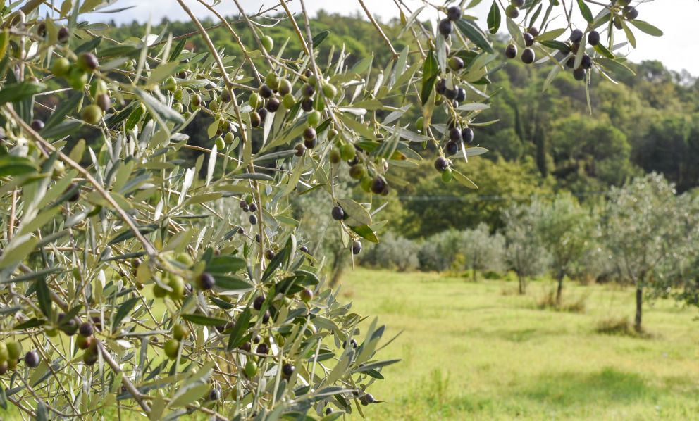 L'olio della tenuta Il Borro: tutto il gusto della naturalezza e di una filiera corta