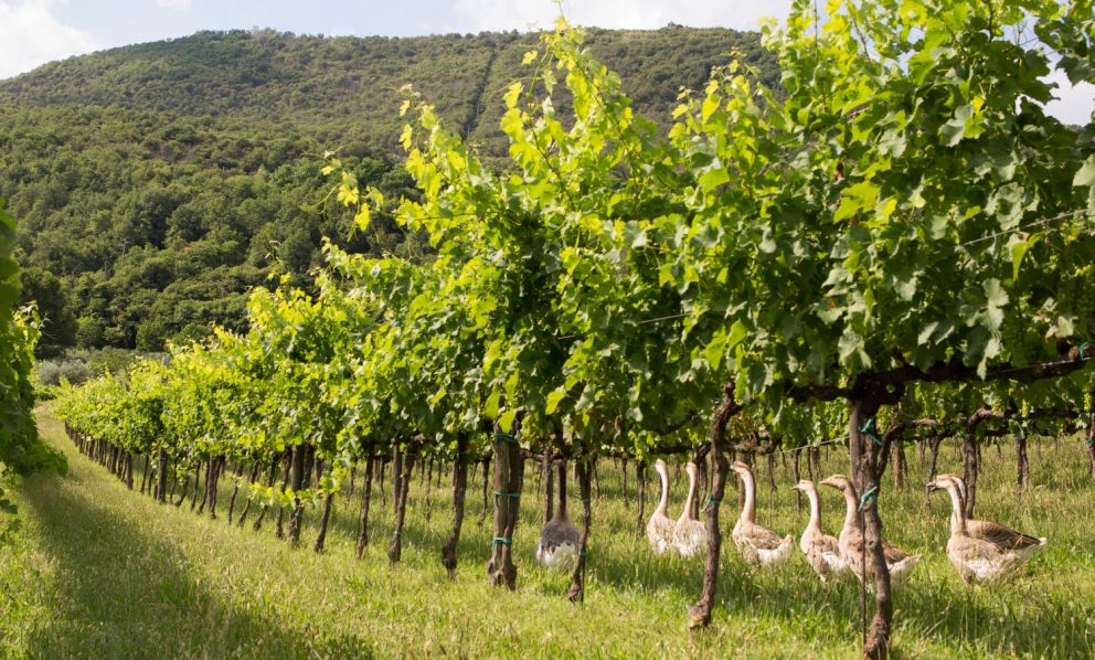 Il Serprino, l'anomalia veneta che vince: un piano strategico definisce il futuro del vino autoctono dei Colli Euganei