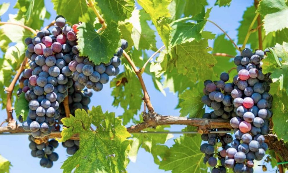 Nelle valli abruzzesi, dove la viticoltura reagisce al cambiamento climatico