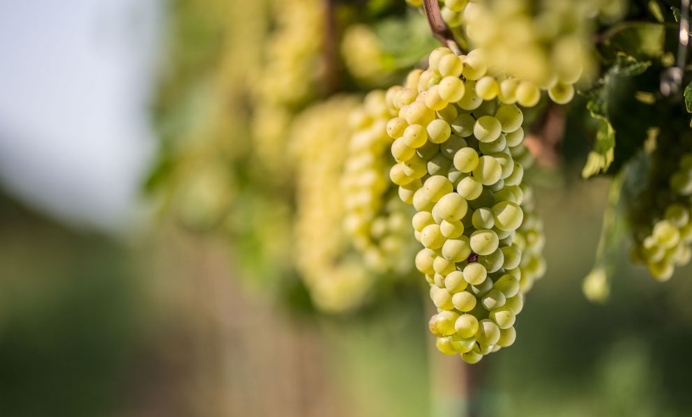 Franciacorta in fermento: l'Azienda Agricola Mirabella e la sfida del Pinot Bianco 