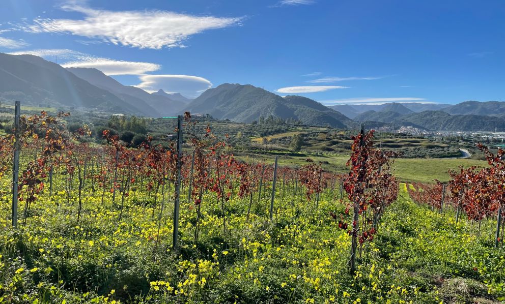 Messina: terra di vino amata da Giulio Cesare, che evolve negli occhi delle nuove generazioni

