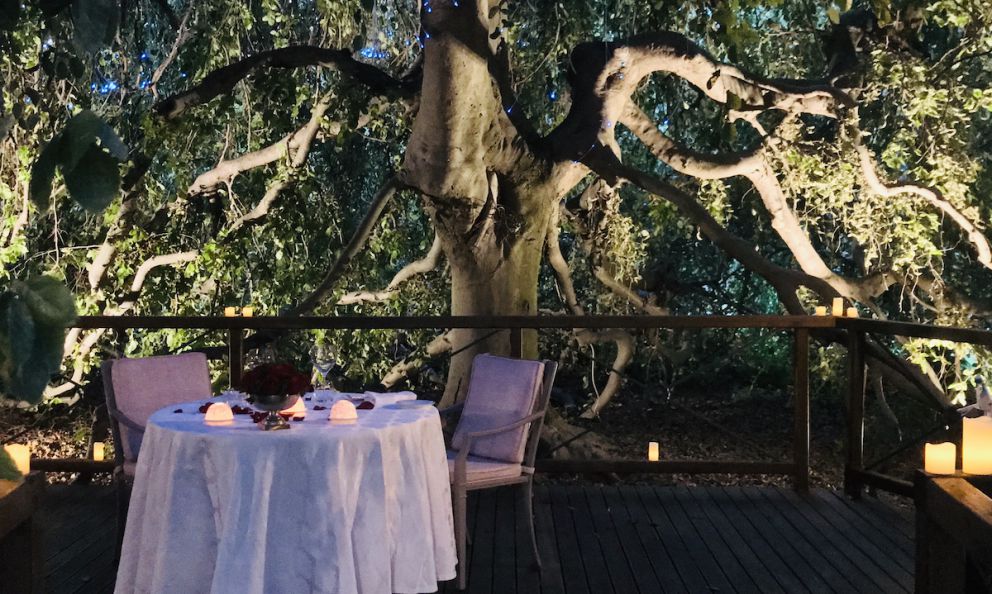 Mollica e una fiabesca cena nel bosco