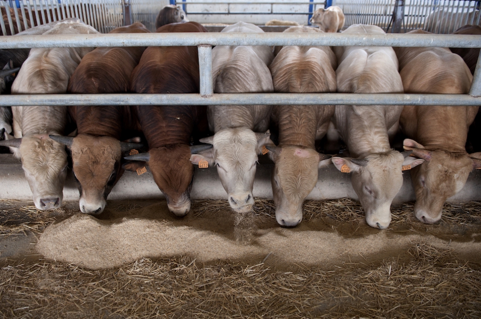 Photogallery






The best olives? Damaskinoelies by Michalis Ainatzoglou. They are as large as plums and come from an ancient variety cultivated in the region of Argo, in the Peloponnesus. Ainatzoglou owns secular olive trees in Kiveri. He leaves the gigantic olives to ripen in salt, following a traditional method; he then rinses them and pasteurises them. Thanks to this process they’re preserved without chemicals. Tel: +30.6977.500810














The Best Olive Oil Award went to Governor, produced in Corfu. The olive groves on the island are renown for their beauty, yet the oil made from them was not good enough and was sold unbottled to overseas buyers. Two young men,Spiros and George Dafnis, have managed to produce an absolutely excellent oil. Tel: +30.266.1075701














The award for the best shop selling delicious food went to Agora, mezedopantopoleio in Thessaloniki, one thousand square metres of lovely food. As they say in the motivation "it really has nothing to envy to the famous Eataly in Milan".Agora was created by Thomas and Giorgos Douzis. It’s in 42 Pavlou Mela St., Thessaloniki. Tel: +30.23.10288008














The Best Greek Honey in 2016 is Amorgiano, a sweet delicacy from the Cyclades. Panagiotis Maroulis – a tv director who changed life – produces it on the island of Amorgos. He has beehives in four places on the island: Lagada, where sage and flowers dominate; Halara, a cliff home to a local bee, with a different genetic profile, making honey with scents of salt and thyme; the islet of Nikouria, again with aroma of thyme; and, a little further, the small island of Donousa, where there’s heather. Tel: +30.228.5073048














The Best Farm Award goes to Agios Loukas, an agricultural cooperative from Raki, thanks to its high quality cherry production on Mount Olympus. 90% of the production is exported. Tel: +30.235.1098711












