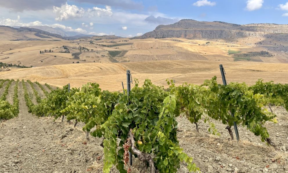 Tre produttori in Sicilia senza cantina
