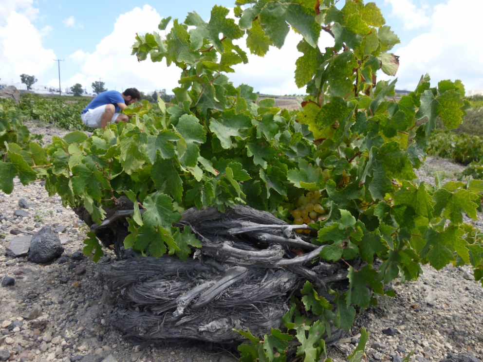 Photogallery






The best olives? Damaskinoelies by Michalis Ainatzoglou. They are as large as plums and come from an ancient variety cultivated in the region of Argo, in the Peloponnesus. Ainatzoglou owns secular olive trees in Kiveri. He leaves the gigantic olives to ripen in salt, following a traditional method; he then rinses them and pasteurises them. Thanks to this process they’re preserved without chemicals. Tel: +30.6977.500810














The Best Olive Oil Award went to Governor, produced in Corfu. The olive groves on the island are renown for their beauty, yet the oil made from them was not good enough and was sold unbottled to overseas buyers. Two young men,Spiros and George Dafnis, have managed to produce an absolutely excellent oil. Tel: +30.266.1075701














The award for the best shop selling delicious food went to Agora, mezedopantopoleio in Thessaloniki, one thousand square metres of lovely food. As they say in the motivation "it really has nothing to envy to the famous Eataly in Milan".Agora was created by Thomas and Giorgos Douzis. It’s in 42 Pavlou Mela St., Thessaloniki. Tel: +30.23.10288008














The Best Greek Honey in 2016 is Amorgiano, a sweet delicacy from the Cyclades. Panagiotis Maroulis – a tv director who changed life – produces it on the island of Amorgos. He has beehives in four places on the island: Lagada, where sage and flowers dominate; Halara, a cliff home to a local bee, with a different genetic profile, making honey with scents of salt and thyme; the islet of Nikouria, again with aroma of thyme; and, a little further, the small island of Donousa, where there’s heather. Tel: +30.228.5073048














The Best Farm Award goes to Agios Loukas, an agricultural cooperative from Raki, thanks to its high quality cherry production on Mount Olympus. 90% of the production is exported. Tel: +30.235.1098711














The best meat in Greece is Aroma by Koutsioftis Farms, owned by brothers Stergios and Dimitris Koutsioftis. Third generation of breeders, they made the first 100% Greek calves, fed with special patented forage (mostly Greek aromatic herbs: mint, basil, oregano, coriander and some other herbs which are kept secret, hence the name "Aroma" for the meat). The meat is rich in omega-3, as the calves eat linseeds too. Tel: +30.233.1071803














The best cheese is produced by Nikos Gasparakis in his cheese factory in Koummoi, in the area of Rethymno, in Crete. Tel: +30.28310.41072














The best wine is the Retsina produced by winery Kechris. You often find very bad Retsina, but oenologist Stelios Kechris has managed to produce some excellent one, winning international awards: Decanter World Wine Awards, International Wine Challenge (2009), Mundus Vini (2013) and Vinalies Internationales (2014). Dakry Me Peuko, "pine tear" is a specialty. Tel: +30.2310.751283











