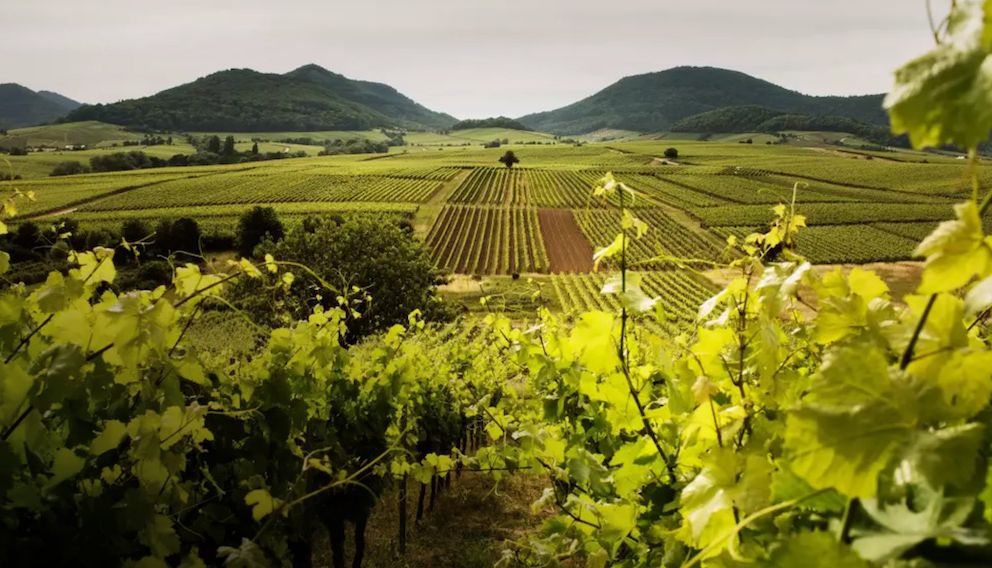 Sekt: tutto quello che c'è da sapere sulla denominazione spumantistica