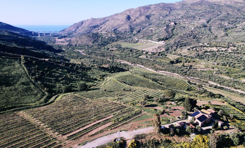 Nelle Tropical Valley siciliane: stanno per diventare l'eden per gli avocado in Europa 