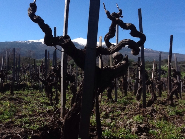 Un sommelier sull'Etna