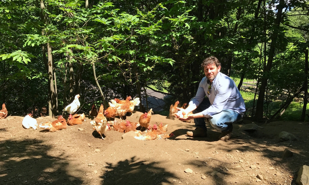 In the woods of eggs 