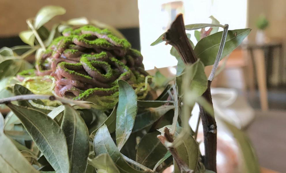 Galleria fotografica






Si inizia con pane da grano 100% Senatore Cappelli, poi crema d'olio evo di Coratina Muraglia e lardo









Gioco di appetizer









Oliva di Cerignola e vermuth, Fragola e Campari









Pancake di patate e lardo affumicato









Bigné al formaggio erborinato, crema di rucola e aceto di vino rosso









Toast di pane alla crema di ricotta forte e garum di sgombro









Ravanello, aceto di fruti rossi, semi di girasole e cumino






