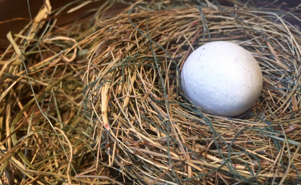 Galleria fotografica






Cococo









Cono con gelato al salmone









Waffle al pane di segale Borodinsky, ripieno di mousse di pesce spratto









Zuppa di cetrioli freschi con gelatina di panna acida









Merluzzo con porri, gelatina al finocchio e spuma al sapore di mare









Kasha isz topora (preparazione che si rifà alla fiaba russa "La zuppa di pietra"), con porridge di olivello spinoso verde, funghi porcini e guance di manzo stufato. L'insieme si rimesta con un ascia scioglievole di nero di burro e nero di seppia









Granita di composta di prugne









Cocorn: i pop corn del Kokoko, versione gelato









Torta al miele e gelato alla cera






