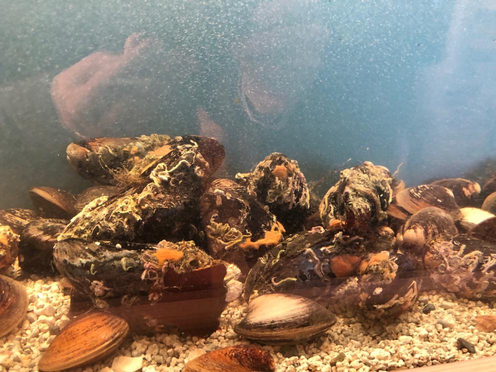 Photogallery






Noma 2.0 is in Christianshavn, the same neighbourhood as the first Noma. They’re 1.5 km apart, a 15 minutes’ walk. This picture shows the distance: to the right, there’s the warehouse of the old location (in Strandgade 93), to the left the smokestacks of Amager Bakke, the futuristic incinerator below which stands the new Noma (in Refshalevej 96)









Weather permitting, you can have a peaceful walk between the previous Noma to today’s Noma 









The new Noma is on an isthmus surrounded by canals. In the future they also want to reclaim some small parts for hydroponic farming









Bucolic scene with incinerator









Bikes left outside Noma. It’s the favourite means of transport among employees and interns









The long path taking you to the restaurant. The fence on the left shows how works are still in progress









On the two sides of the path there are the two new sections of the "Noma village", each with its specialty: grill, hot dishes, snacks, fermentations... In one month’s time, behind the fence we’ll have greenhouses, the test kitchen and the bread making area









To the left, before arriving at the restaurant, the future test kitchen. This will be run by Danish Mette Søberg with Riccardo Canella. "My first challenge?", reveals the latter, for a long time sous chef here, "is to work on the extraction of essential oils" 









The future Test Kitchen









The temporary gangway to the restaurant









Looking from the door to the restaurant, there’s a lake and the smokestacks puffing vapour from the Amager Bakke incinerator. It’s a futuristic project, both in terms of sustainability and architecture. It’s also known as Amager Slope or Copenhill, and its author is starchitect Bjarke Ingels, the same who designed the new Noma. Gradually opened in 2017, it transforms waste into electricity. The goal is to donate electricity to 62500 houses and hot water to 160000. It’s part of an ambitious project to transform Copenhagen into the first city in the world in terms of zero carbon dioxide emissions by 2025. By autumn this year, Amager Slope should open its ski slope, a climbing wall and a hiking track. You’ll be able to slalom on top of the incinerator









The windows from the dining room









Work is still in progress (photo taken on Thursday 22nd February 2018)









Traces of the old building, with barbwire. During WWII, they built bombs here









A view of the dining room at night (photo from Instagram/James Spreadbury)









The entrance to the restaurant









The usual ritual: a welcome from the entire staff, led by Rene Redzepi 









Behind the entrance, there are formaldehyde tanks with creatures from the abyss, shaped as in Damien Hirst’s works. The first image once you’re inside is to reproduce a Scandinavian village









The service kitchen is larger, more spacious and a completely open view from the dining room: "It’s the heart of our Scandinavian village", says Canella. There are 30 cooks working here now. 10 more, compared to the previous Noma









Large skylights above the cooks









There are currently more than 100 people working at Noma, of whom 63 are cooks - 26 employed, and 37 as interns









There’s fire in the kitchen, for the first time









On average, the dining room can host 40 people. "However", complains Redzepi, "there’s always someone who turns up with more people than the ones booked"









While the dining room is set, the outside space still need to be defined









The staff made the dining room decorations. There are no overly expensive designer objects









Dried fish









Seaweeds hanging from the ceiling









Dried octopus heads preserved in salt (with a balloon inside)














Bjarke Ingels and Redzepi’s plan included the wish to recreate a Danish farm









The luminous private dining room









The counter in the dining room. They drew the beams from the canals around the restaurant














The mise en place, bare and strictly without tablecloths









Water jug, candle, flower vase









A warm cloth, to begin with









Australian James Spreadbury, restaurant manager and partner at Noma









Welcome drink: Champagne extra brut Blanc d'Argile from Domaine Vouette et Sorbée









Sea Snail broth. The welcome dish at Noma is, as usual, a hot “soup”









Stefano Ferrano, from Torino, presents the following dish. There’s always a large Italian colony at Noma









Venus clams. Molluscs from Limfjord (Denmark) mixed with decorative clams, typical of Noma. Beside them, shells with blackcurrant oil and “Danish curry”, made with toasted coriander seeds, fennel and fennel seeds









The lid above the following dish. The mussels are not edible









Best of the mussel. Mussels open in a pan with water of fermented barley. «We recreate the mussel», says Canella, «using just the flaps, the best part». The paste is made with scraps from the mussel, cooked in smoked butter









The next dish is conceived and served by Riccardo Canella, the Paduan sous chef who conquered Redzepi, here with dining room intern Feline Hansen









Dried fruits and shrimps. In this case, the heads are not a decoration, but you must suck them –best not eat them because of the bones: they’re filled with a lovely prawn cream. The small crustaceans are still alive when they arrive on a ship straight from the Norwegian fjords









Inside, under the prawn broth skin, there’s fruits and vegetable preserved from the previous summer with raw prawns and gooseberry sauce with blackcurrant oil









How about beverages? There are three options, as usual: wine pairing (6 glasses plus a beer plus sake, 150 euros), juice pairing (juices and extracts, 110 euros) or a choice from the list. They recommend Champagne Chut... Libre from Val'Frison pour Dominique Derain, 50% Pinot Noir, 50% Chardonnay created by a couple who met at the old Noma. Well bodied, it will be a good match throughout the meal









As usual, the wine list starts with Champagne: the cheapest is 1400 crowns (190 euros)









White wines begin with labels from cold climates: first Austria, increasingly popular for its natural wines, then Germany, then all the others









How about Italy? Few names, among the white wines, from North and South









A dozen red/orange wines









Sea star, that is to say Cured trout roe and eggs, the emblem dish of this new era. They recommend moving the teaspoon from the heart to the edges of the tentacles. Aesthetics win over taste









Jellyfish. The jellyfish gel in the middle is in fact a clarified broth of calamari and recalls the texture of jellyfish. "We tried to cook jellyfish in 300 different ways but none was convincing so far". All around, pickled seaweed. The gel is almost tasteless, it serves to clean the palate after the pickles









Rene Redzepi himself presents the content of the first Seafood platter.









French style service with a small plate below for the empty shells









It’s made of two (per two) pieces: queen clam and mahogany clam









The Queen Clam is a very small variety of Norwegian scallop, seasoned with a vegetal reduction made with cucumber and peas miso. The red tip is the coral. "You should eat it using the top shell ", recommends Redzepi









The Mahogany clam is a centennial clam from the North Sea, very popular in Denmark and Iceland. «You can tell the age by the number of rings, like with trees», says Redzepi, «In 2007 they found one that was 450 years old. We’ve had it in the menu for a decade or so». The razor clam shell serves as teaspoon









Inside, there’s obviously not just a bare Mahogany. «We open it when the client arrives», says Canella, «remove the entrails and then slice it so as to preserve its firm texture». It’s seasoned with stir-fried gooseberry, capers of blackcurrants and blackcurrant sprouts preserved in vinegar. The sauce is made with mussel water









A note on the chairs: they’re more minimalistic. They’re no longer covered in sheepskin or leather from other Danish animals, in the style of Noma 1.0. The most significant element is the napkin: if you go to the toilet, they no longer replace it with a new one. There’s the old one, tied to the chair. "This is sustainability", they explain









The second seafood platter. It’s made of Sea cucumber and sour cream in various textures, including «chicharrones» (at 9 o’clock), sea urchins (at 12 and 3) and gigas oyster (at 6)









Sea urchins pressed in fresh cream and pumpkin seeds









Giga Oyster, a huge oyster from the Pacific, quickly steamed and garnished with pickles. Noma only reserved one thousand of these. In the menu until available









The following dish, off the menu, is again from Canella: horse mussel ragout, rare specimen of which 30 arrive at 'Noma each week









They cook the mussel as if it were kidney, in a sort of Bolognese sauce but with ginger. Ginger? "Yes, we’ve decided to include it, as with other spices, after our Mexican experience"









Another Italian presents a dish, Edoardo Fiaschi from Prato, at Noma for 3 years now









Squid in seaweed butter. An almost neglected Danish squid lightly seared in fermented koji oil, rolled and seasoned with seaweed butter and served on sticks of blackcurrant that widen its aromas. Formidable and beautiful









The following dish is inside a nice bee wax container. It’s made with balloons covered multiple times in bee wax. «We spent weeks making them. We’ve made thousands». They’re disposable...









Sea snail and roses. They recommend to: "Eat it keeping the bee wax on your hands "









Sea snail. Another small nibble from the top part of the sea snail, lightly warmed up in water and served on a reduction of lemon thyme









A sea snail toothpick, initially carved by Redzepi himself









Head of the cod, (right), the real main course at Noma









Another rather laborious recipe. «It takes half an hour just to separate the head. We remove the skin, the collagen, we cut mandibles, tongue, cheek and the part behind. We rinse it in water, spices, koji and cook it in the yakitori with a glaze of mushrooms and spiced fennel broth»









You can garnish the cod as you choose, with a paste of ants (top right corner), a slightly spicy emulsion of koji oil, water and horseradish sauce (left) and Danish curry (bottom)









On the side of the cod, there’s also wild garlic seasoned with smoked butter and roasted yeast. Intense flavour









Cod bones after the tasting









An interlocutory snack made of cod cheek









Pickled vegetables and arctic herbs. The only vegetable dish in the menu, marks the passage from savoury to sweet dishes. Between June and August 2018 the menu at Noma will be 100% vegetarian









Preparation time: half an hour! A challenge for the person making it









Mussels appear once again, a classic emblem









This time it’s a dessert in the shape of a small sandwich. Pear and roasted kelp ice cream 









Cloudberries and pinecones. A dessert that continues Redzepi’s saga of unsweet sweets: cloudberries, pinecones preserved in sugar, yogurt snow (by Italian Jessica Natali) and a sea snail made with cloudberry sorbet









Filtered coffee made with stolen kenyoti seeds farmed in Honduras by a Norwegian guy. Italian sommelier Francesca Niro tells us this story. «In Denmark», she says, «coffee is not a final act»









Sugar kelp tart. Tartelletta di alga kelp con pralinato di pino (sul modello di quello di mandorle, autore Canella), panna e crisp di ostrica









Sugar kelp tart. Jessica Natali, 23, from the March, has been at Noma for 4 years now









Natali introduces the last dish, Plankton cake









It’s Redzepi’s tribute to Andalusian chef Angel Leon, the chef who brought the abyss of the sea on fine dining tables. A final trivia fact at the end of the meal: we were never served bread, a historic strongpoint at Noma. "There’s no need for bread in this menu", said Redzepi









With Canella we walk the very long corridor that starts from the opposite side of the room, right after the entrance









It’s the rationalised and enlarged equivalent of the previous Noma’s first floor. Dozens of guys are making the pre-preparations









Canella with Ali Sonko, Noma’s famous kitchen hand from Gambia who then became partner






