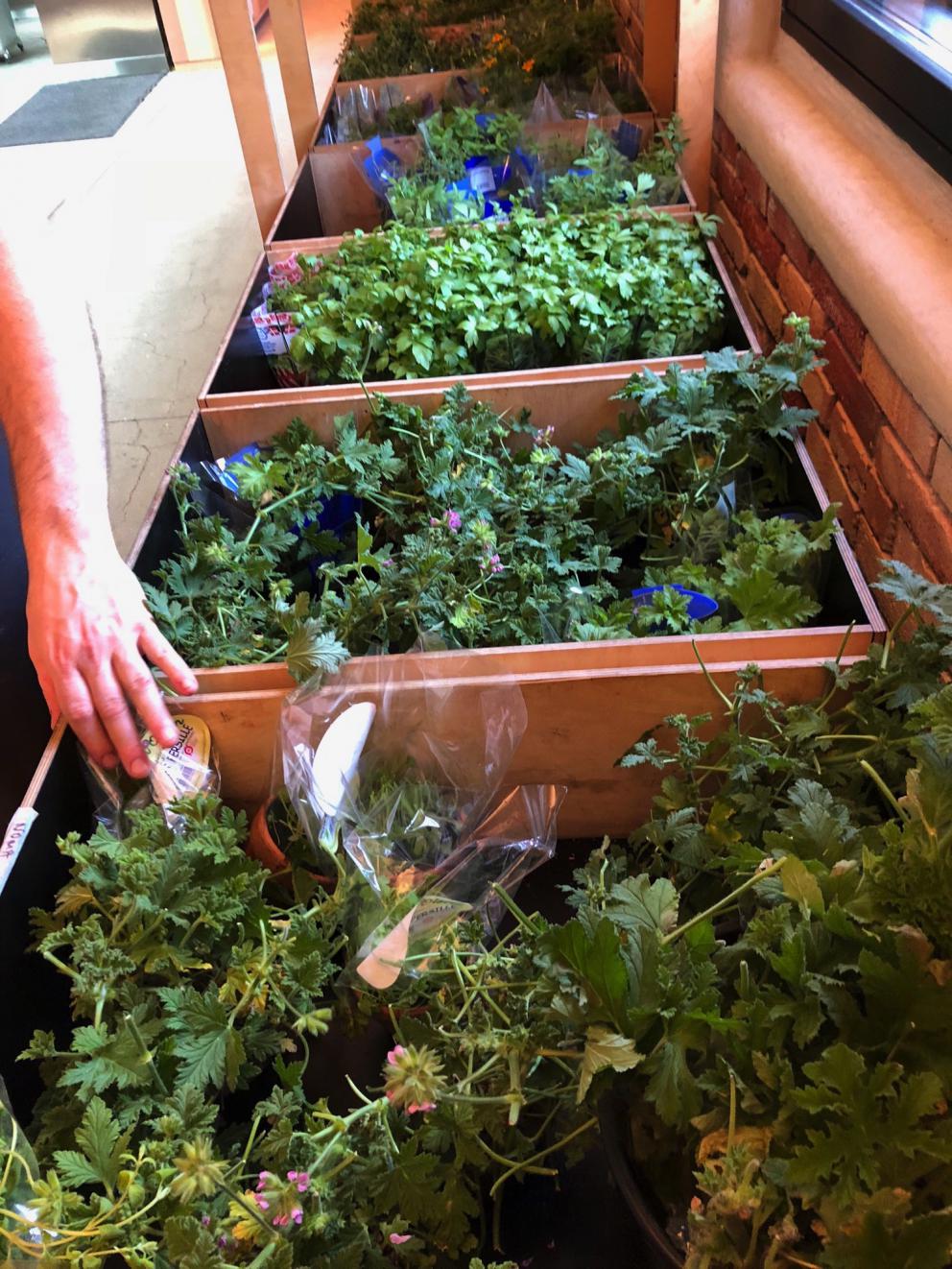 Photogallery






Noma 2.0 is in Christianshavn, the same neighbourhood as the first Noma. They’re 1.5 km apart, a 15 minutes’ walk. This picture shows the distance: to the right, there’s the warehouse of the old location (in Strandgade 93), to the left the smokestacks of Amager Bakke, the futuristic incinerator below which stands the new Noma (in Refshalevej 96)









Weather permitting, you can have a peaceful walk between the previous Noma to today’s Noma 









The new Noma is on an isthmus surrounded by canals. In the future they also want to reclaim some small parts for hydroponic farming









Bucolic scene with incinerator









Bikes left outside Noma. It’s the favourite means of transport among employees and interns









The long path taking you to the restaurant. The fence on the left shows how works are still in progress









On the two sides of the path there are the two new sections of the "Noma village", each with its specialty: grill, hot dishes, snacks, fermentations... In one month’s time, behind the fence we’ll have greenhouses, the test kitchen and the bread making area









To the left, before arriving at the restaurant, the future test kitchen. This will be run by Danish Mette Søberg with Riccardo Canella. "My first challenge?", reveals the latter, for a long time sous chef here, "is to work on the extraction of essential oils" 









The future Test Kitchen









The temporary gangway to the restaurant









Looking from the door to the restaurant, there’s a lake and the smokestacks puffing vapour from the Amager Bakke incinerator. It’s a futuristic project, both in terms of sustainability and architecture. It’s also known as Amager Slope or Copenhill, and its author is starchitect Bjarke Ingels, the same who designed the new Noma. Gradually opened in 2017, it transforms waste into electricity. The goal is to donate electricity to 62500 houses and hot water to 160000. It’s part of an ambitious project to transform Copenhagen into the first city in the world in terms of zero carbon dioxide emissions by 2025. By autumn this year, Amager Slope should open its ski slope, a climbing wall and a hiking track. You’ll be able to slalom on top of the incinerator









The windows from the dining room









Work is still in progress (photo taken on Thursday 22nd February 2018)









Traces of the old building, with barbwire. During WWII, they built bombs here









A view of the dining room at night (photo from Instagram/James Spreadbury)









The entrance to the restaurant









The usual ritual: a welcome from the entire staff, led by Rene Redzepi 









Behind the entrance, there are formaldehyde tanks with creatures from the abyss, shaped as in Damien Hirst’s works. The first image once you’re inside is to reproduce a Scandinavian village









The service kitchen is larger, more spacious and a completely open view from the dining room: "It’s the heart of our Scandinavian village", says Canella. There are 30 cooks working here now. 10 more, compared to the previous Noma









Large skylights above the cooks









There are currently more than 100 people working at Noma, of whom 63 are cooks - 26 employed, and 37 as interns









There’s fire in the kitchen, for the first time









On average, the dining room can host 40 people. "However", complains Redzepi, "there’s always someone who turns up with more people than the ones booked"









While the dining room is set, the outside space still need to be defined









The staff made the dining room decorations. There are no overly expensive designer objects









Dried fish









Seaweeds hanging from the ceiling









Dried octopus heads preserved in salt (with a balloon inside)














Bjarke Ingels and Redzepi’s plan included the wish to recreate a Danish farm









The luminous private dining room









The counter in the dining room. They drew the beams from the canals around the restaurant














The mise en place, bare and strictly without tablecloths









Water jug, candle, flower vase









A warm cloth, to begin with









Australian James Spreadbury, restaurant manager and partner at Noma









Welcome drink: Champagne extra brut Blanc d'Argile from Domaine Vouette et Sorbée









Sea Snail broth. The welcome dish at Noma is, as usual, a hot “soup”









Stefano Ferrano, from Torino, presents the following dish. There’s always a large Italian colony at Noma









Venus clams. Molluscs from Limfjord (Denmark) mixed with decorative clams, typical of Noma. Beside them, shells with blackcurrant oil and “Danish curry”, made with toasted coriander seeds, fennel and fennel seeds









The lid above the following dish. The mussels are not edible









Best of the mussel. Mussels open in a pan with water of fermented barley. «We recreate the mussel», says Canella, «using just the flaps, the best part». The paste is made with scraps from the mussel, cooked in smoked butter









The next dish is conceived and served by Riccardo Canella, the Paduan sous chef who conquered Redzepi, here with dining room intern Feline Hansen









Dried fruits and shrimps. In this case, the heads are not a decoration, but you must suck them –best not eat them because of the bones: they’re filled with a lovely prawn cream. The small crustaceans are still alive when they arrive on a ship straight from the Norwegian fjords









Inside, under the prawn broth skin, there’s fruits and vegetable preserved from the previous summer with raw prawns and gooseberry sauce with blackcurrant oil









How about beverages? There are three options, as usual: wine pairing (6 glasses plus a beer plus sake, 150 euros), juice pairing (juices and extracts, 110 euros) or a choice from the list. They recommend Champagne Chut... Libre from Val'Frison pour Dominique Derain, 50% Pinot Noir, 50% Chardonnay created by a couple who met at the old Noma. Well bodied, it will be a good match throughout the meal









As usual, the wine list starts with Champagne: the cheapest is 1400 crowns (190 euros)









White wines begin with labels from cold climates: first Austria, increasingly popular for its natural wines, then Germany, then all the others









How about Italy? Few names, among the white wines, from North and South









A dozen red/orange wines









Sea star, that is to say Cured trout roe and eggs, the emblem dish of this new era. They recommend moving the teaspoon from the heart to the edges of the tentacles. Aesthetics win over taste









Jellyfish. The jellyfish gel in the middle is in fact a clarified broth of calamari and recalls the texture of jellyfish. "We tried to cook jellyfish in 300 different ways but none was convincing so far". All around, pickled seaweed. The gel is almost tasteless, it serves to clean the palate after the pickles









Rene Redzepi himself presents the content of the first Seafood platter.









French style service with a small plate below for the empty shells









It’s made of two (per two) pieces: queen clam and mahogany clam









The Queen Clam is a very small variety of Norwegian scallop, seasoned with a vegetal reduction made with cucumber and peas miso. The red tip is the coral. "You should eat it using the top shell ", recommends Redzepi









The Mahogany clam is a centennial clam from the North Sea, very popular in Denmark and Iceland. «You can tell the age by the number of rings, like with trees», says Redzepi, «In 2007 they found one that was 450 years old. We’ve had it in the menu for a decade or so». The razor clam shell serves as teaspoon









Inside, there’s obviously not just a bare Mahogany. «We open it when the client arrives», says Canella, «remove the entrails and then slice it so as to preserve its firm texture». It’s seasoned with stir-fried gooseberry, capers of blackcurrants and blackcurrant sprouts preserved in vinegar. The sauce is made with mussel water









A note on the chairs: they’re more minimalistic. They’re no longer covered in sheepskin or leather from other Danish animals, in the style of Noma 1.0. The most significant element is the napkin: if you go to the toilet, they no longer replace it with a new one. There’s the old one, tied to the chair. "This is sustainability", they explain









The second seafood platter. It’s made of Sea cucumber and sour cream in various textures, including «chicharrones» (at 9 o’clock), sea urchins (at 12 and 3) and gigas oyster (at 6)









Sea urchins pressed in fresh cream and pumpkin seeds









Giga Oyster, a huge oyster from the Pacific, quickly steamed and garnished with pickles. Noma only reserved one thousand of these. In the menu until available









The following dish, off the menu, is again from Canella: horse mussel ragout, rare specimen of which 30 arrive at 'Noma each week









They cook the mussel as if it were kidney, in a sort of Bolognese sauce but with ginger. Ginger? "Yes, we’ve decided to include it, as with other spices, after our Mexican experience"









Another Italian presents a dish, Edoardo Fiaschi from Prato, at Noma for 3 years now









Squid in seaweed butter. An almost neglected Danish squid lightly seared in fermented koji oil, rolled and seasoned with seaweed butter and served on sticks of blackcurrant that widen its aromas. Formidable and beautiful









The following dish is inside a nice bee wax container. It’s made with balloons covered multiple times in bee wax. «We spent weeks making them. We’ve made thousands». They’re disposable...









Sea snail and roses. They recommend to: "Eat it keeping the bee wax on your hands "









Sea snail. Another small nibble from the top part of the sea snail, lightly warmed up in water and served on a reduction of lemon thyme









A sea snail toothpick, initially carved by Redzepi himself









Head of the cod, (right), the real main course at Noma









Another rather laborious recipe. «It takes half an hour just to separate the head. We remove the skin, the collagen, we cut mandibles, tongue, cheek and the part behind. We rinse it in water, spices, koji and cook it in the yakitori with a glaze of mushrooms and spiced fennel broth»









You can garnish the cod as you choose, with a paste of ants (top right corner), a slightly spicy emulsion of koji oil, water and horseradish sauce (left) and Danish curry (bottom)









On the side of the cod, there’s also wild garlic seasoned with smoked butter and roasted yeast. Intense flavour









Cod bones after the tasting









An interlocutory snack made of cod cheek









Pickled vegetables and arctic herbs. The only vegetable dish in the menu, marks the passage from savoury to sweet dishes. Between June and August 2018 the menu at Noma will be 100% vegetarian









Preparation time: half an hour! A challenge for the person making it









Mussels appear once again, a classic emblem









This time it’s a dessert in the shape of a small sandwich. Pear and roasted kelp ice cream 









Cloudberries and pinecones. A dessert that continues Redzepi’s saga of unsweet sweets: cloudberries, pinecones preserved in sugar, yogurt snow (by Italian Jessica Natali) and a sea snail made with cloudberry sorbet









Filtered coffee made with stolen kenyoti seeds farmed in Honduras by a Norwegian guy. Italian sommelier Francesca Niro tells us this story. «In Denmark», she says, «coffee is not a final act»









Sugar kelp tart. Tartelletta di alga kelp con pralinato di pino (sul modello di quello di mandorle, autore Canella), panna e crisp di ostrica









Sugar kelp tart. Jessica Natali, 23, from the March, has been at Noma for 4 years now









Natali introduces the last dish, Plankton cake









It’s Redzepi’s tribute to Andalusian chef Angel Leon, the chef who brought the abyss of the sea on fine dining tables. A final trivia fact at the end of the meal: we were never served bread, a historic strongpoint at Noma. "There’s no need for bread in this menu", said Redzepi









With Canella we walk the very long corridor that starts from the opposite side of the room, right after the entrance









It’s the rationalised and enlarged equivalent of the previous Noma’s first floor. Dozens of guys are making the pre-preparations









Canella with Ali Sonko, Noma’s famous kitchen hand from Gambia who then became partner









Sea cucumbers and huge Artic crabs swim in the water tanks














Ants on a shrimp, the emblem of Noma’s pop-up in Tokyo














The new equipment includes a sonicator for emulsions, a Rotovapor, essential oil extractors. Natural extraction, like that of perfumes, is an idea that Canella would like to develop in all possible ways, following the example of Alajmo






