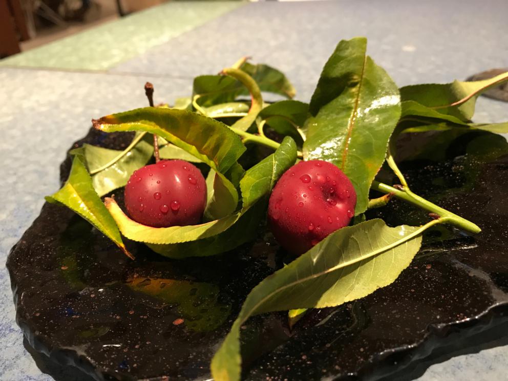 Galleria fotografica






L'inizio di un percorso meraviglioso: Lengua helada de pasión con ron, ossia una lingua di gatto gelata al rum, frutto della passione e menta piperita. Inizia il gioco di temperature









Rosa & lichis: poesia pura. Sferificazioni di acqua di rose (sui petali laterali) e finta mora ghiacciata di lichi









La remolacha que sale de tierra: insieme sorbetto e meringa di barbabietola









Panchino relleno de caviar beluga: uno dei piatti signature del Disfrutar. Si prepara una pasta per brioche con molta acqua e lievito. Viene collocata in un sifone e si ottiene una schiuma. Quindi si riempie il fondo di uno stampo circolare con questa schiuma, si aggiunge il caviale e una crema doppia panna, quindi ancora schiuma per coprire il tutto. Si immerge in una padella con olio a 180 gradi per 20 secondi. Ovviamente il caviale può essere sostituito da formaggi, tonno, sorbetti...









La preparazione al tavolo del Sidra casera ahumada al momento, un sidro di mele istantaneo: si versa sul ghiaccio secco una mistura di liquore e succo di mela e si lascia agire









Inizia il tributo alle noci. Qui il gheriglio, ricostruito, custodisce un quarto di noce, affumicata. E deliziosa. In pratica il guscio è stato aperto, senza romperlo; la noce è stata affumicata, poi rimessa al suo posto, il tutto richiuso









Ancora Cáscara de nuez: qui è un tripudio. Una noce tenera, senza pelle, l'altra verde col gheriglio e resa commestibile, infine l'ultima cotta e macerata nel ratafià, come abbiamo già spiegato nel pezzo. Il tutto con un filo di latte di noce e di olio di frutta secca. L'idea è: con un prodotto possiamo costruire all'infinito









Candy salado de nueces con mango, haba tonka y whisky: la bustina commestibile contiene caramello salato e noci, quindi il mango crudo e il profumo del whisky affumicato









Milhojas de idiazábal, millefoglie di idiazábal, un formaggio basco. Sterzata salata dopo una prima parte di degustazione in cui prevalevano le note dolci (a esaltare anche il caviale del Panchino). In generale, sono tutti piatti che superano la tradizionale distinzione dolce/salato









"Hostia" de flor del mandarino: la finta ostia è di ovulato, racchiude essenza di fiore di mandarino. Un piatto che colpisce il cuore









La Gilda del Disfrutar. La gilda è il classico pincho che si serve nei Paesi Baschi, a base di olive e acciughe. Qui abbiamo le celebri false olive di Adrià, croccanti fuori (burro di cacao) e liquide all'interno. Poi sgombro marinato, semi di pepe basco e la loro crema









Sandwich de gazpacho con guarnición olorosa de vinagre de Jerez: qui il falso pane ghiacciato (sono meringhe di pomodoro secco) racchiude una farcitura in cui emergono le note acide e aromatiche dell'aceto di Jerez a esaltare il classico aroma del gazpacho andaluso









Almendras "supertiernas" en vinagreta: al Disfrutar giocano molto con la frutta secca, qui mandorle ammorbidite o croccanti e accompagnate da aromi di vaniglia, aglio, olio, vinaigrette... Altro capolavoro









Yema de huevo crujiente con gelatina caliente de setas: una crema d'uovo in tempura, croccante fuori e liquida dentro, sopra un gel di funghi racchiuso nel guscio dell'uovo stesso. «Per noi è un classico - ci dicono - Ma sempre molto difficile da gestire»









Piatto spettacolare e gentile, Tatin de foie-gras y maíz multiesférico: tutto giocato su un equilibrio in cui le note dolci sono spinte al limite. La tecnica è quella della multisferificazione, con gel di glutammato a chiudere la partita









Ceviche en deconstrucción: leche de tigre, emulsione di pesce, olio di coriandolo e sorbetto di zucca e ajì. Un classico del Disfrutar

 









Questa è la cartilagine del muso del salmone...









...protagonista di quest'altro piatto, nuovissimo: il collagene del muso del salmone con le sue uova e salsa di acetosella. Wow!









Altra novità, presentata a Gastronomika, è la Costilla de salmón con mojo di estragón. Le costolette di salmone, ottenute una a una sfilettando con attenzione le lische con la polpa attorno, sono accompagnate da mojo di dragoncello e uova di salmone









Conserva de navajas a la sal: le navajas sono state lasciate macerare per un giorno con alghe nel frigorifero, poi 5 minuti al forno. Sono molluschi chiamati "guscio rasoio", tassonomicamente Ensis arcuatus, simili ai cannolicchi. Qui con olio e aceto di Jerez 25 anni









Ensalada líquida, non serve traduzione...









...accompagnata da Polvorón de tomate y caviaroli de arbequina. Il polvorón è un classico dolce spagnolo di Natale, molto friabile, in genere fatto di farina, zucchero, latte e mandorle. Qui è di pomodoro e accompagnato da caviaroli di oliva arbequina: il Caviaroli è di una ditta catalana che sferifica varie tipologie di olio evo, anche aromatizzato, ce n'è anche una a base di tartufo Tartuflanghe









Tre piatti che raccontano il suquet, tipica salsa a base di pesce. Qui Noodles de espardeñas (le rare “lingue di mare”, in tassonomia stichopus regalis) en suquet









Langostino (ossia gamberone) en suquet, con gnocchi di patata, aria di prezzemolo, crema di zafferano e patata. Sul fondo si vede anche il Capucchino de suquet









Finale salato a base di piccione: qui il suo consommé con armagnac, dragoncello e arancia









Bombon di piccione e foie e foglia d'argento









Laksa de pichón. La laksa è una popolare zuppa di Singapore, speziata, con cocco, lime e citronella. Qui ccon riduzione di piccione e fideuà









Pichón Pibil con abrigo de màiz y trufa de verano: il pibil è una cottura tradizionale maya, sotto la cenere. Il piccione è coperto da un "cappotto" nero (abrigo) di mais e accompagnato da tartufo









La parte dolce-dolce inizia col Pandan, «l'idea viene dalla Malaysia»: sorbetto di mango con caviale di mango, spugna e infusione di pandan (una pianta asiatica dalla quale si ricavano foglie aromatiche) e cocco









Cornete de sésamo negro






