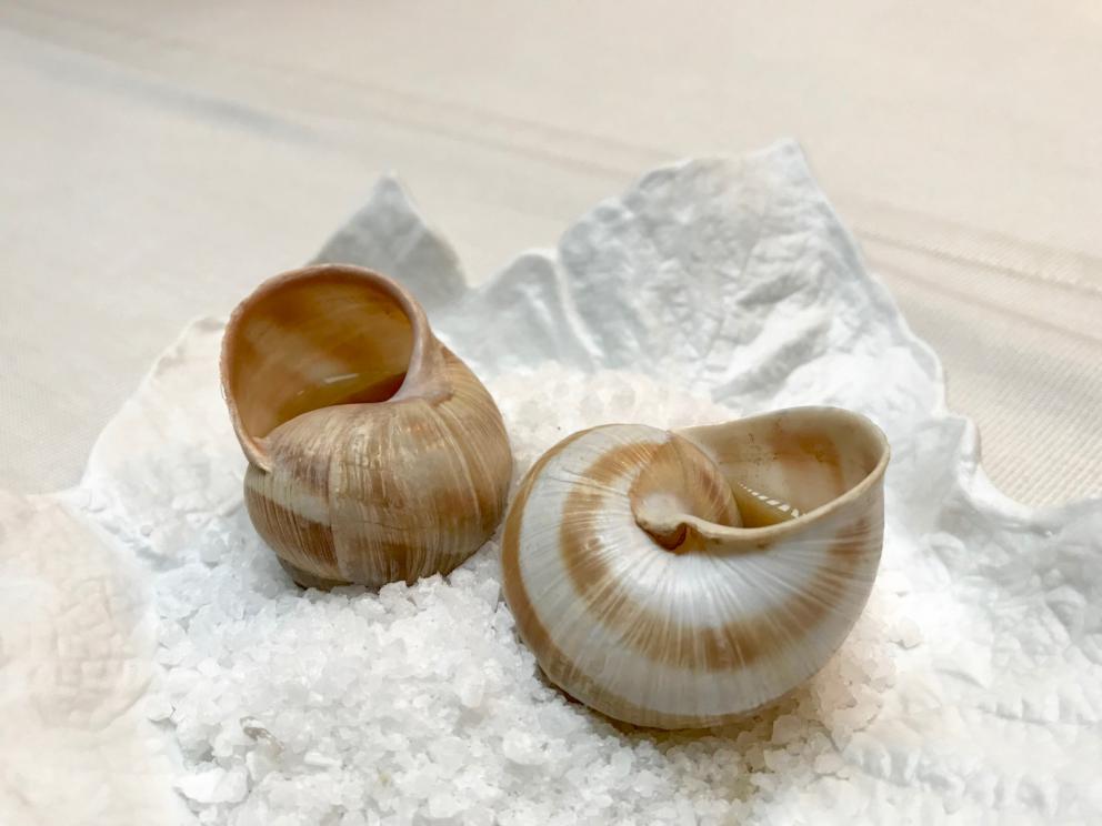 Galleria fotografica






La mappa storico-gastronomica che concettualizza la proposta del Sucede









Il nostro pranzo al Sucede. Si inizia con El huevo y la manzana, ossia uovo e mela, due elementi tipici dei Saturnali romani









Uva gasificada, ossia uva gassata. Si accompagna col latino mursum, un succo d'uva fermentato, non alcolico, con miele (qui aria di miele)









Inizia il banchetto romano vero e proprio. Dentelle de salazones, un cracker di uova di riccio di mare in salagione, più erbe e fiori. Buonissimo. Il dentelle è il merletto









La fritura de la sardina. la sardina è fritta senza olio, nel mannitolo









Mejillón ojimiel, ossia cozza con aceto e miele









Delizioso il Pan de higos, pane di fichi con trota e caviale di trota, a parte









Ostra con holandesa de garum, ostrica con salsa olandese di garum. Piatto elegantissimo









Merengue de erizo, meringa di ricci di mare









Si compone così il banchetto romano









Parte una sorta di focus sull'anguilla e i ceci. Qui uno snack, Pieles de garbanzo, ossia pelle di ceci









Infusión de anguila y garbanzo, infusione di anguilla e ceci









Ottima la Tartaleta de anguila, tartelletta di ceci verdi con anguilla e sferificazione di Merlot









Anguila al azafrán, ossia filetto di anguilla con zafferano e schiuma di agrumi









Anguila y garbanzo verde, ossia una stratosferica crema di anguilla e ceci verdi, non secchi









Tartaleta de tuétano, ossia tortino di midollo, un cracker di noci macadamia con midollo grattugiato e frutti rossi









Tuétano silvestre, midollo selvaggio: un flan di midollo con tartufo, funghi e crema di castagne









Altro passaggio, Cartílago, trufa y altramuces, ossia cartilagine, tartufo e lupino. La cartilagine è di maiale, c'è la sua demi-glace, poi lupini e sferificazione di tartufo
 









Liebre y encurtidos, lepre e sottaceti: un bel filetto di lepre con melanzane e cipolle sottaceto, sfere di olio e crema di aglio nero









Paloma con pistachos, colomba con pistacchi: gran piatto, i pistacchi sono in tre texture (cotti in crema, crudi e pralinati). Forti note tostate, anche in questo caso si gioca sul superamento delle barriere tra dolce e salato, come nei piatti precedenti









Consomé de tórtola e Tórtola al romero, quindi consommé di tortora e tortora affumicata al rosmarino. Piatto perfetto, goloso, elegante, di grandissima classe









Inzia la parte araba del menu, con Agua de dátil y rosas, acqua di datteri e rose. Richiama il carcadè che veniva offerto in segno di benvenuto









Flor de hibiscus, fiore di ibisco, con polpa di barbabietola e broccoli









Vol au vent de hibiscus y lentejas, vol au vent di ibisco, crema di lenticchie e raviolo di miele









Lentejas caviar y caracoles, ossia lenticchie, una sfera di brodo di lenticchie e caviale di lumaca. Buonissimo






