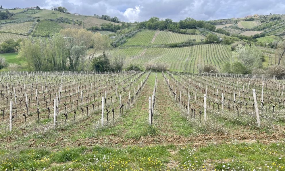 Villamagna, la rinascita dei vini d’Abruzzo riparte da qui
