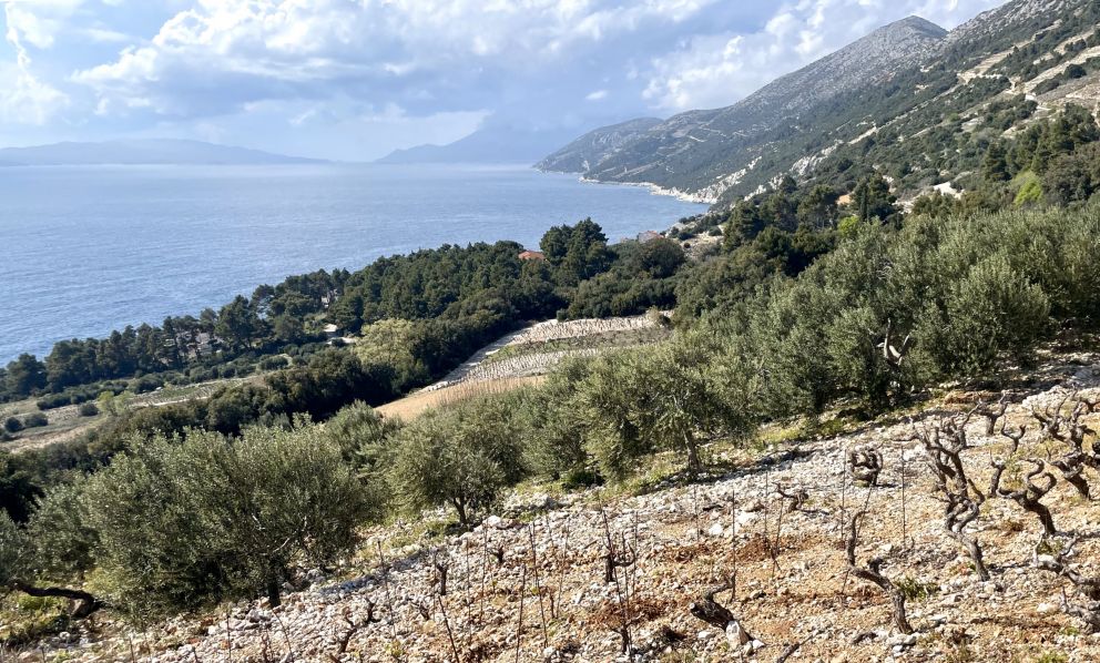 Croazia, non solo turismo ma anche vino di qualità