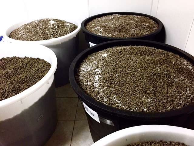 Galleria fotograficaA Salina esistono anche piante di capperi vecchie di oltre 150 anni, come questa
Maurizia De Lorenzo nel suo negozio-laboratorio
