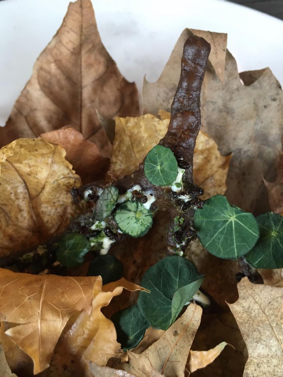 Photogallery






The traditional welcome at Noma: the chefs from the service kitchen greet the guests. In the middle, Italian Riccardo Canella, who will help us describing the last menu in detail (photo gallery by Luca Iaccarino and Gabriele Zanatta)









Warm broth of cloudberries. It’s the last welcome dish at Noma. It’s cold outside but as soon as you sit inside, you get warm thanks to this hot broth made with cloudberries enriched with rhubarb root oil. You dip a bouquet of hay, lemon thyme and mountain pine. Corroborating









Riccardo Canella brings a preview of what will follow









It’s a dish with seafood, including a huge (and alive) king crab, sea urchins and oysters









Apple of the season









Apple of the season. Once you open the shell, many small apple parisienne appear in a juice made with centrifuged, clarified apple scraps, seasoned with verbena and thyme. There’s also a purée of apples fermented in broth. The dish is finished with oxalis flowers, tagete and oil of blackcurrant wood, made by beating the blackcurrant branches with a hammer, so as to extract their essential oils. A very pleasant dish despite its complex idea.

"The first time I saw it ", added Canella, "I was struck because it reminded me of the stuffed apples they used to make at restaurant Bulesca in Selvazzano, Padua, in the early Eighties. Except in that case it was filled with rolls made with granny smith apple and prosciutto from Montagnana" 









Fresh sliced scallop. It’s a scallop taken from the fish tank and shelled a few moments before serving it. It is then sliced, brushed with a reduction of vegetable whipped butter with cucumber centrifuge juice, then reduced, and piso broth (that is to say miso with dehydrated peas).

The technique is the same used for the broth ice-clarification made famous in the Nineties by Heston Blumenthal at Fat Duck: you freeze the broth then hang a table cloth so as to obtain the “pure” part of the liquid. A trick that adds the same satisfying sensation of a meat jus to a vegetable broth. The scallop is finally dipped into a classic mussel broth. An incredible mouthful of seafood and umami









A Winter Platter. Hidden among the leaves, are four edible tastings









He sums up in just one dish 4 snacks that he might would have served separately a few years back. A fun and tasty idea. In detail:

At 6 o’clock: Pear pressed in fermented red gooseberry with fully ripe common sea buckthorn. It’s a rather tart ensemble made sweeter by piso (again miso made with dried peas) seasoned with coriander seeds (supplied by Redzepi’s historic supplier Soren Wiuff). The external thinner leaf is a peel made with chicken broth and beech leaves preserved in vinegar.

10 o'clock: crispy black currant leaf-shaped sandwich, seasoned with yogurt, kombucha, elderberry flowers and red oxalis 

12 o'clock: malt branch with nasturtium leaves, creme fraiche, salt aromatised with pine and ants

4 o'clock: black garlic leaf with salt aromatised with kelp, a Japanese seaweed 






