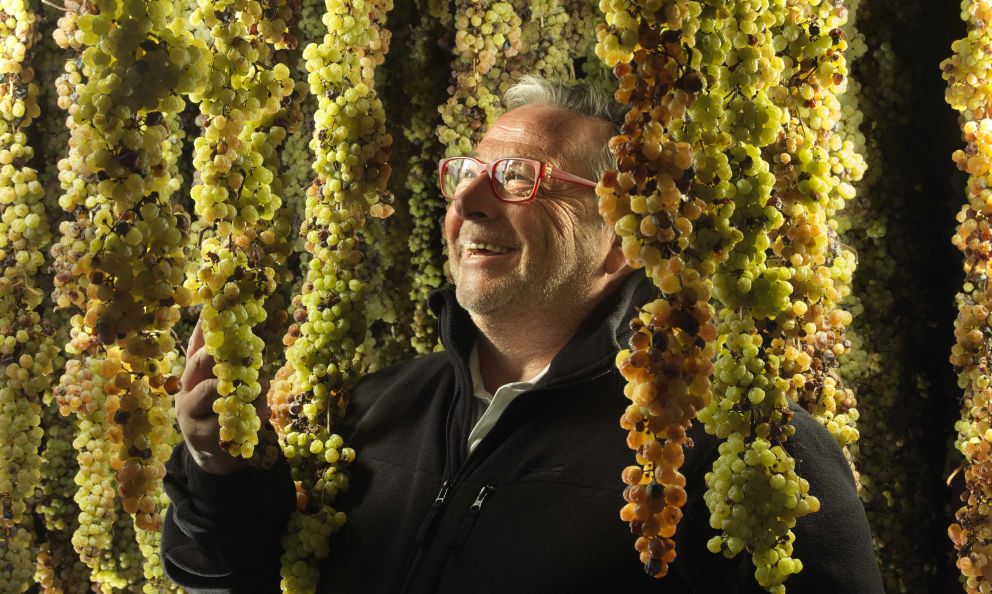 I segreti del Torcolato di Fausto Maculan: un giorno in vigna