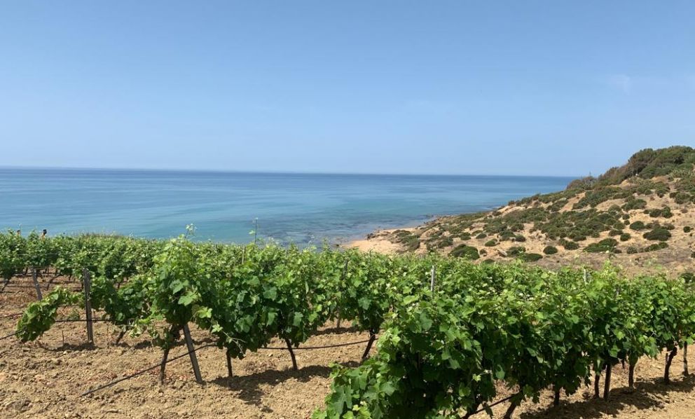 Menfi, il vino con un'anima: tra mare, sole e fattore umano