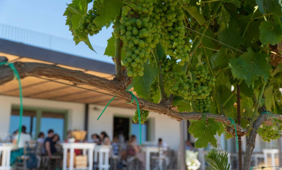 Ragù della domenica in masseria: la magia di mangiare tra i filari in Salento