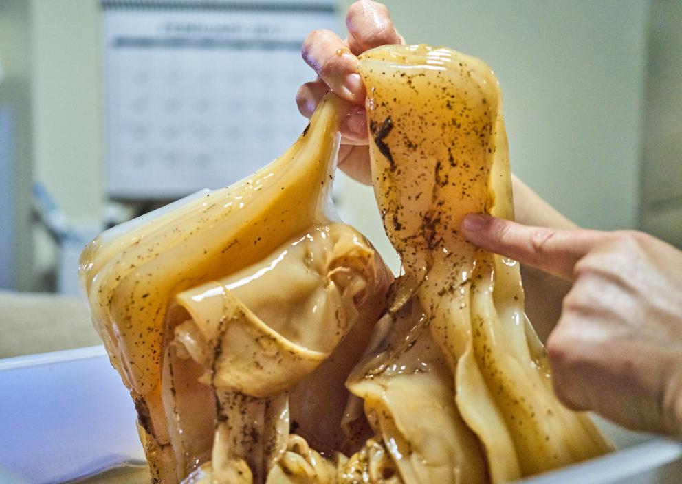 Galleria fotograficaVerso la notte in North Albina Avenue a PortlandIl portico del B&B scelto a Portland
L'ingresso del B&B
Sarah Minnick e Paolo Marchi del salone della villa occupata a Portland
Fresh Pot, il caff&egrave; del mattino nel Mississippi District in Portland
L'altra America, quella che non si chiude in se stessaFranco Pepe e il suo prezioso collaboratore Salvatore Vigliotta nella foto di Luciano Furia
In viaggio verso l'Ayers Creek Farm a Gaston
Il campo difficile da coltivare all'Ayers Creek Farm a Gaston. Per i messicani che vi lavorano, non vi &egrave; nulla da fare: &egrave; un terreno freddo. Di anima
Camminare la campagna nell'Oregon. Da sinistra verso destra si riconoscono Carol e Anthony Boutard, Sarah Minnick, Paolo Marchi, Salvatore Vigliotta e Franco Pepe. Foto di Luciano Furia
Topolino
Sarah Minnick
Anthony Boutard nei suoi campi
Franco Pepe e Sarah Minnick
Internet ha messo in crisi le famose cassette per le lettere americane
Carol Boutard, Sarah Minnick, Paolo Marchi e, ultimo a destra, Anthony Boutard
Sotto una tettoia della Ayers Creek Farm, a Gaston In Oregon, il padrone di casa, Anthony Boutard, ha sistemato due incredibili modelli Citro&euml;n che per davvero hanno fatto la storia dell'automobile: una DS famigliare (a sinistra) e, addirittura, una Traction Avant
Carol Boutard sfoglia il manuale da loro curato sul mais
Le pannocchie di granoturco nero che Anthony Boutard sta selezionado nella sua fattoria partendo da un tipo di mais blu misto a chicchi neri
Una confezione di mais nero e blu. Per arrivare a una produzione 100% nera, dopo ogni raccolto i responsabili dell&rsquo;Ayers Farm Creek commercializzano entrambi i tipi di granoturco mischiati tra loro, ma seminano solo il genere nero
Anthony Boutard, Sarah Minnick e Carol Boutard nella foto di Luciano Furia
Anthony Boutard presenta il men&ugrave; e la Minnick ride contenta
La foto, di Paolo Marchi, &egrave; mossa e andrebbe scartata ma &egrave; la sola che fissa, prima di essere servito agli ospiti, un eccellente piatto a pranzo a casa Boutard: Mais Amish Butter con ostriche, rockfish e granchi
Torta di granoturco nero Peace, No War con salsa di lamponi e crema inglese
Un ritratto particolarmente riuscito di Luciano Furia a Sarah Minnick
Paolo Marchi, Franco Pepe e Salvatore Vigliotta nella foto di Luciano Furia
Lo schizzo fatto da Franco Pepe su un tovagliolino di carta per spiegare alla Minnick come disporre al meglio i pezzi di legna nel forno per la pizza. L&rsquo;alare serve per dare aria alle braci e rendere pi&ugrave; omogeneo il calore
Paolo Marchi prende appunti mentre Sarah Minnick spiega una delle sue pizze
Il post di Sarah Minnick nella sua pagina di Instagram nel quale presenta una delle pizze che preparer&agrave; luned&igrave; 6 marzo a Milano: Spinaci con pomodori sbriciolati, capperi, peperoni e carote fermentati, aglio e formaggio feta
