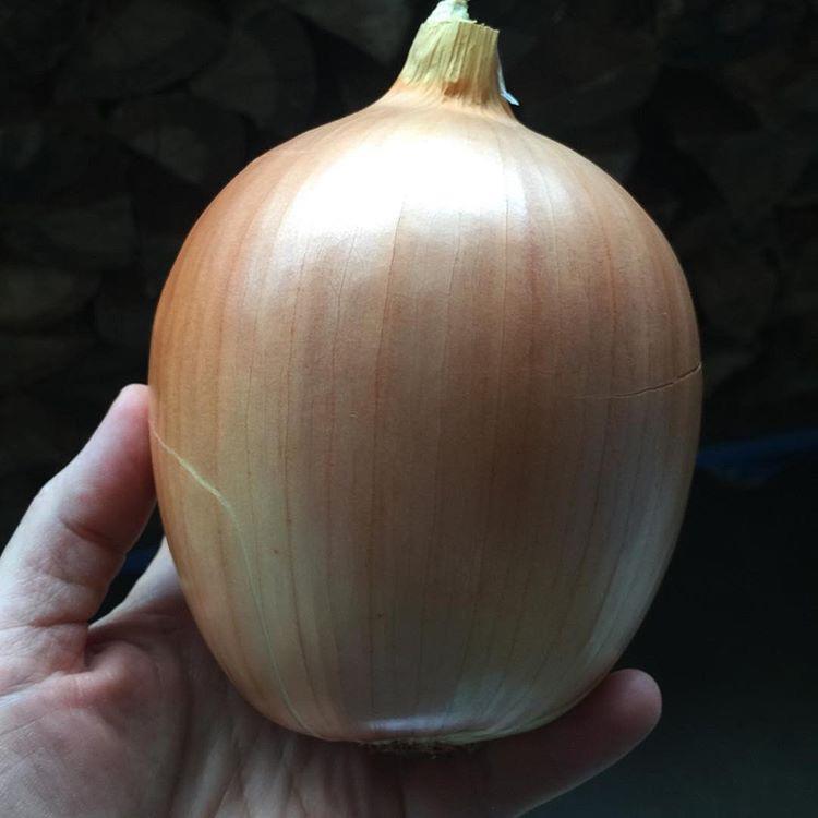 Galleria fotograficaVerso la notte in North Albina Avenue a PortlandIl portico del B&B scelto a Portland
L'ingresso del B&B
Sarah Minnick e Paolo Marchi del salone della villa occupata a Portland
Fresh Pot, il caff&egrave; del mattino nel Mississippi District in Portland
L'altra America, quella che non si chiude in se stessaFranco Pepe e il suo prezioso collaboratore Salvatore Vigliotta nella foto di Luciano Furia
In viaggio verso l'Ayers Creek Farm a Gaston
Il campo difficile da coltivare all'Ayers Creek Farm a Gaston. Per i messicani che vi lavorano, non vi &egrave; nulla da fare: &egrave; un terreno freddo. Di anima
Camminare la campagna nell'Oregon. Da sinistra verso destra si riconoscono Carol e Anthony Boutard, Sarah Minnick, Paolo Marchi, Salvatore Vigliotta e Franco Pepe. Foto di Luciano Furia
Topolino
Sarah Minnick
Anthony Boutard nei suoi campi
Franco Pepe e Sarah Minnick
Internet ha messo in crisi le famose cassette per le lettere americane
Carol Boutard, Sarah Minnick, Paolo Marchi e, ultimo a destra, Anthony Boutard
Sotto una tettoia della Ayers Creek Farm, a Gaston In Oregon, il padrone di casa, Anthony Boutard, ha sistemato due incredibili modelli Citro&euml;n che per davvero hanno fatto la storia dell'automobile: una DS famigliare (a sinistra) e, addirittura, una Traction Avant
Carol Boutard sfoglia il manuale da loro curato sul mais
Le pannocchie di granoturco nero che Anthony Boutard sta selezionado nella sua fattoria partendo da un tipo di mais blu misto a chicchi neri
Una confezione di mais nero e blu. Per arrivare a una produzione 100% nera, dopo ogni raccolto i responsabili dell&rsquo;Ayers Farm Creek commercializzano entrambi i tipi di granoturco mischiati tra loro, ma seminano solo il genere nero
Anthony Boutard, Sarah Minnick e Carol Boutard nella foto di Luciano Furia
Anthony Boutard presenta il men&ugrave; e la Minnick ride contenta
La foto, di Paolo Marchi, &egrave; mossa e andrebbe scartata ma &egrave; la sola che fissa, prima di essere servito agli ospiti, un eccellente piatto a pranzo a casa Boutard: Mais Amish Butter con ostriche, rockfish e granchi
Torta di granoturco nero Peace, No War con salsa di lamponi e crema inglese
Un ritratto particolarmente riuscito di Luciano Furia a Sarah Minnick
Paolo Marchi, Franco Pepe e Salvatore Vigliotta nella foto di Luciano Furia
Lo schizzo fatto da Franco Pepe su un tovagliolino di carta per spiegare alla Minnick come disporre al meglio i pezzi di legna nel forno per la pizza. L&rsquo;alare serve per dare aria alle braci e rendere pi&ugrave; omogeneo il calore
Paolo Marchi prende appunti mentre Sarah Minnick spiega una delle sue pizze
Il post di Sarah Minnick nella sua pagina di Instagram nel quale presenta una delle pizze che preparer&agrave; luned&igrave; 6 marzo a Milano: Spinaci con pomodori sbriciolati, capperi, peperoni e carote fermentati, aglio e formaggio feta
Una coltivazione di funghi, sorta di madre che la Minnick cura personalmente al Lovely's Fifty-Fifty. Bello no di certo, ma perfetto per ottenere ottimi succhi naturali come la kombucha
Sarah Minnick mostra con orgoglio le sue due pi&ugrave; recenti produzioni di kombucha
Franco Pepe cattura con il telefonino l'attenzione di Sarah Minnick e Paolo Marchi. Foto di Luciano Furia
Le cipolle dell'Ayers Creek Farm a Gaston in Oregon
