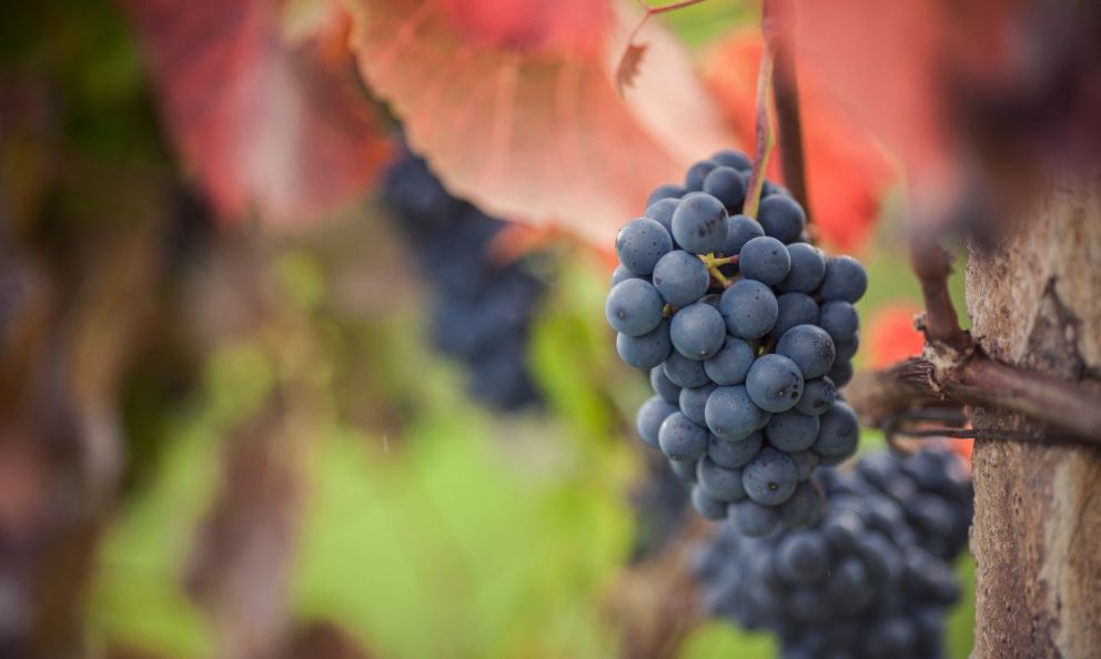 Lagrein: vitigno autoctono, pieno di carattere, simbolo della qualità vitivinicola dell'Alto Adige