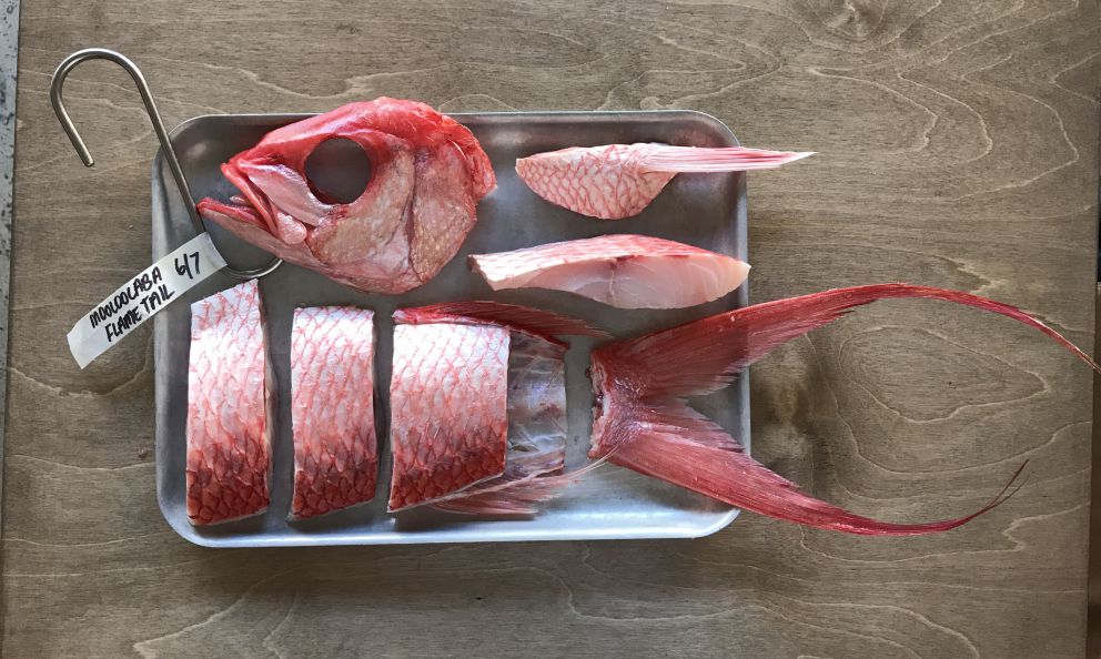 Il metodo di frollatura del pesce spiegato da Luigi Pomata