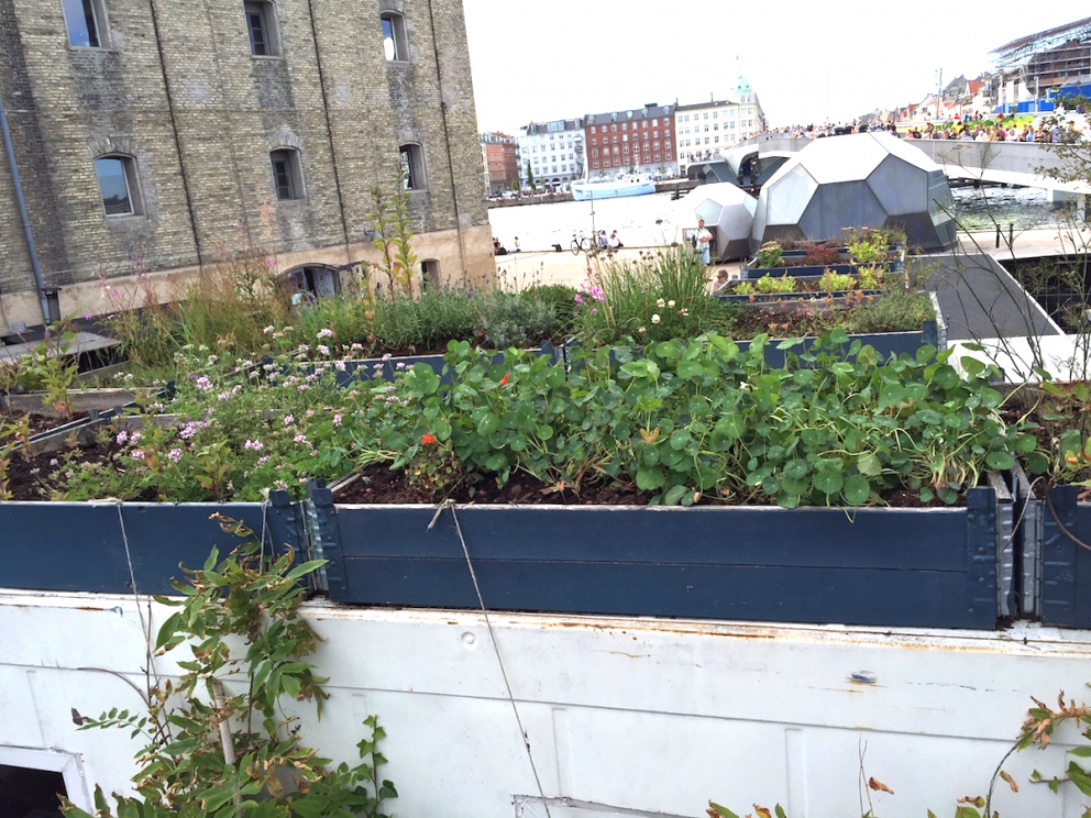 Galleria fotografica






L'edificio che ospita il Noma in una splendida giornata di sole lo scorso sabato 27 agosto, vigilia della quinta edizione di MAD5









Come in un qualsiasi ristorante di mare delle coste italiane e del mondo, il vassoio del pescato (in questo caso nei mari del Nord) viene portato al tavolo e spiegato









First apple of the new season, la prima mela della nuova stagione, una Golden skin per la precisione, per aprire un pranzo superlativo









Una volta aperta, colpo d'occhio a parte, ecco sferette di mela immerse in uno sciroppo di rose e mele fermentate due anni. La fermentazione è una parola dalla quale lì - e non solo lì - proprio non si può prescindere.









Senza parole, così siamo rimasti davanti a questi quattro frutti di fine stagione: in basso a destra (e poi in senso orario) una prugna avvolta in una pellicola naturale, nocciola fresca immersa in olio di nocciola, rosa canina ripiena di frutti di bosco e un fiore di nasturzio farcito con un ribes bacca nera









Un'immagine ravvicinata dei quattro assaggi. Sorprendente il rumore secco della nocciola schiacciata tra i denti. Quattro strepitose idee per accompagnare cocktail vegetariani









Bacche di gelsi, ma di gelsi speciali, quelli che crescono sull'isola di Bornholm, isola danese posta a oriente rispetto al nucleo principale del regno scandinavo, tra le coste della Svezia e della Polonia









Radish pie, tortino di ravanelli. Tale la bellezza del piatto che poteva facilmente deludere. Così non è stato









Chi ha portato in tavola questa preparazione, chiedendo scusa sorridendo, l'ha presentata come una sorta di caprese per via dei pomodorini essiccati e della cagliata di latte fresco. Per il Noma un passo importante: per la prima volta il pomodoro fa capolino nel suo menù. A completare il tutto ribes bianco e ribes nero, olio di colza.









A light stew of fruit and vegetables, così si chiama questa bontà. Dominano le fave e il profumo d'insieme è dato da una estrazione di ciliege









Capolavoro: Sea urcin and cabbage, ricci di mare e cavolo dove una foglia di cavolo svolge la funzione della pasta sfoglia, all'uovo e non, e il ripieno è di ricci in purezza, carnosi e intensi. Arrivano dalle acque gelide dei mari oltre Capo Nord









Un dettaglio del ravioli ai ricci di mare









Langoustine, onion and lavander: dopo l'intensità dei ricci un grande e delicato equilibrio tra i profumi di scampi, cipolle e lavanda









Superbo e godurioso granchio reale prima passato al vapore e poi spadellato con burro aromatizzato agli scampi, le teste per la precisione. Il tutto gustato con le mani









Un esterno del Noma, con il ponte sullo sfondo e tanta gente a camminare rilassata tutt'attorno









Crisp of wild plums and peas, croccante (l'ho sbriciolato al primo morso) con prugne selvatiche e piselli. Ottimo tocco finale con i fiori del timo e del limone









Crisp of wild plum and peas, tanto per ribadire bellezza e bontà









Steamed king crab and egg yolk sauce, la polpa del granchio reale cotta al vapore e servita in un'ardita salsa al tuorlo. Un piatto da meditazione









A ogni cambio di portata il cambio delle posate. Davanti a noi un coltello da Fiorentina e il cervello è andato immediatamente in quella direzione. Poi ecco Charred greens with a scallop paste, foglie di varia natura essiccate alla griglia e spennellate con una pasta di cappesante. E il coltello Laguiole? Una provocazione, ovvio.









#MADMAD5, tanto per non scordarsi perché eravamo a Copenhagen









Nasturzio, gamberi e funghi ma è un mio nome di fantasia perché questa straordinaria minestra non è ancora in carta tanto che non è stata riportata nel menù ricapitolativo che viene consegnato all'uscita.









Un dettaglio della precedente pietanza, qualcosa di stregante: ravioli di foglie di nasturzio e ripieno di gamberetti









Momento di relax, plin plin









Rombo grigliato e salsa di gamberi dolci. Immaginatevi una mini costata di mare, un incredibile giocare tra la sapidità del rombo, la sua gelatinosità e la grassezza esaltata dal calore









Foto ricordo con Renè Redzepi per Cesare Battisti e Cristina Bowerman. Attenti: mad in inglese vuole dire matto, ma in danese cibo.









Ingresso nel mondo dolce con A dessert of sheep's milk and ant paste, latte di pecora e pasta di formiche. Il verde è dato dall'acetosella e lo zucchero è di canna. Per me le formiche sono puro marketing









Il Mottarello del Noma: Grilled rose ice cream and elderflower, fiore di sambuco. E il gelato usato per copertura non è di cioccolato come è facile credere, bensì di orzo fermentato









Spettacolo: muschio cotto nel cioccolato e ciocco-porcino.









In Italia uno pensa subito al Vov, a un liquore all'uovo e non ci si sbaglia. Il tutto con l'aggiunta di sambuco e acquavite al Gewürztraminer









Un ottimo digestivo






