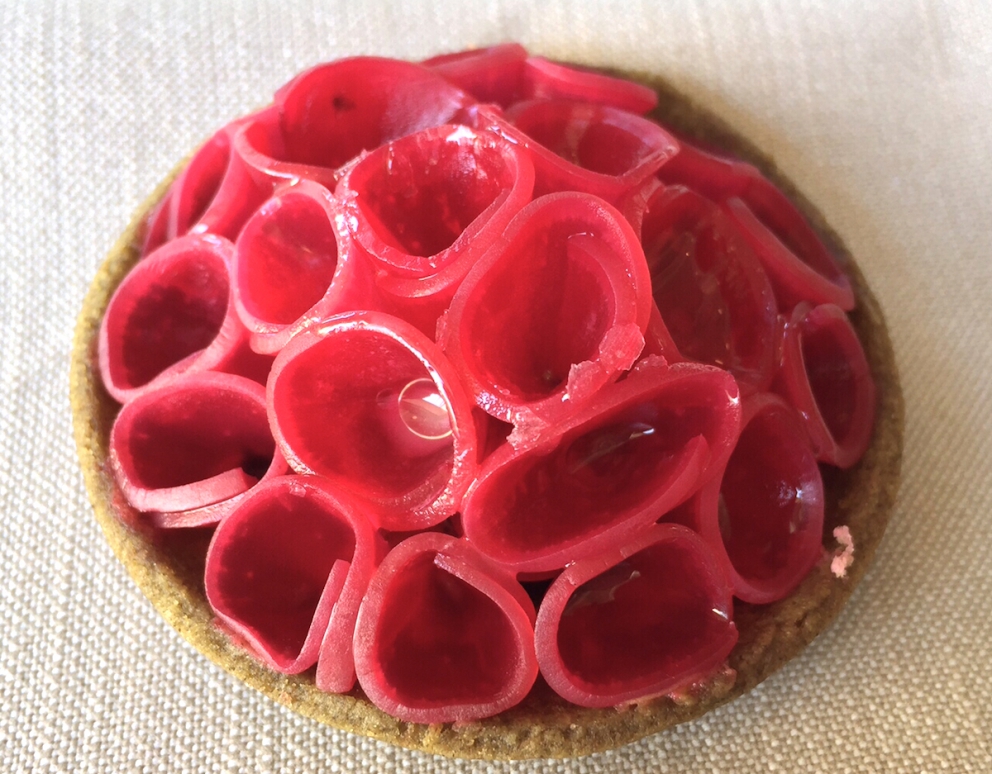 Galleria fotografica






L'edificio che ospita il Noma in una splendida giornata di sole lo scorso sabato 27 agosto, vigilia della quinta edizione di MAD5









Come in un qualsiasi ristorante di mare delle coste italiane e del mondo, il vassoio del pescato (in questo caso nei mari del Nord) viene portato al tavolo e spiegato









First apple of the new season, la prima mela della nuova stagione, una Golden skin per la precisione, per aprire un pranzo superlativo









Una volta aperta, colpo d'occhio a parte, ecco sferette di mela immerse in uno sciroppo di rose e mele fermentate due anni. La fermentazione è una parola dalla quale lì - e non solo lì - proprio non si può prescindere.









Senza parole, così siamo rimasti davanti a questi quattro frutti di fine stagione: in basso a destra (e poi in senso orario) una prugna avvolta in una pellicola naturale, nocciola fresca immersa in olio di nocciola, rosa canina ripiena di frutti di bosco e un fiore di nasturzio farcito con un ribes bacca nera









Un'immagine ravvicinata dei quattro assaggi. Sorprendente il rumore secco della nocciola schiacciata tra i denti. Quattro strepitose idee per accompagnare cocktail vegetariani









Bacche di gelsi, ma di gelsi speciali, quelli che crescono sull'isola di Bornholm, isola danese posta a oriente rispetto al nucleo principale del regno scandinavo, tra le coste della Svezia e della Polonia






