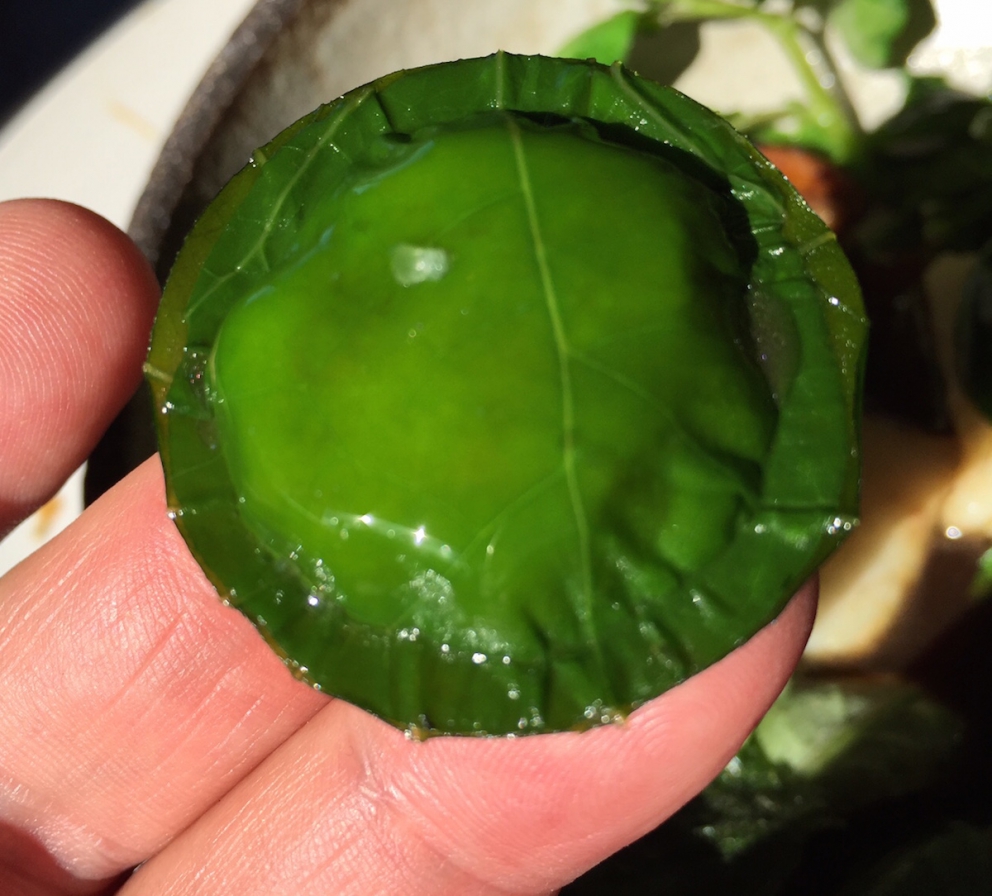 Galleria fotografica






L'edificio che ospita il Noma in una splendida giornata di sole lo scorso sabato 27 agosto, vigilia della quinta edizione di MAD5









Come in un qualsiasi ristorante di mare delle coste italiane e del mondo, il vassoio del pescato (in questo caso nei mari del Nord) viene portato al tavolo e spiegato









First apple of the new season, la prima mela della nuova stagione, una Golden skin per la precisione, per aprire un pranzo superlativo









Una volta aperta, colpo d'occhio a parte, ecco sferette di mela immerse in uno sciroppo di rose e mele fermentate due anni. La fermentazione è una parola dalla quale lì - e non solo lì - proprio non si può prescindere.









Senza parole, così siamo rimasti davanti a questi quattro frutti di fine stagione: in basso a destra (e poi in senso orario) una prugna avvolta in una pellicola naturale, nocciola fresca immersa in olio di nocciola, rosa canina ripiena di frutti di bosco e un fiore di nasturzio farcito con un ribes bacca nera









Un'immagine ravvicinata dei quattro assaggi. Sorprendente il rumore secco della nocciola schiacciata tra i denti. Quattro strepitose idee per accompagnare cocktail vegetariani









Bacche di gelsi, ma di gelsi speciali, quelli che crescono sull'isola di Bornholm, isola danese posta a oriente rispetto al nucleo principale del regno scandinavo, tra le coste della Svezia e della Polonia









Radish pie, tortino di ravanelli. Tale la bellezza del piatto che poteva facilmente deludere. Così non è stato









Chi ha portato in tavola questa preparazione, chiedendo scusa sorridendo, l'ha presentata come una sorta di caprese per via dei pomodorini essiccati e della cagliata di latte fresco. Per il Noma un passo importante: per la prima volta il pomodoro fa capolino nel suo menù. A completare il tutto ribes bianco e ribes nero, olio di colza.









A light stew of fruit and vegetables, così si chiama questa bontà. Dominano le fave e il profumo d'insieme è dato da una estrazione di ciliege









Capolavoro: Sea urcin and cabbage, ricci di mare e cavolo dove una foglia di cavolo svolge la funzione della pasta sfoglia, all'uovo e non, e il ripieno è di ricci in purezza, carnosi e intensi. Arrivano dalle acque gelide dei mari oltre Capo Nord









Un dettaglio del ravioli ai ricci di mare









Langoustine, onion and lavander: dopo l'intensità dei ricci un grande e delicato equilibrio tra i profumi di scampi, cipolle e lavanda









Superbo e godurioso granchio reale prima passato al vapore e poi spadellato con burro aromatizzato agli scampi, le teste per la precisione. Il tutto gustato con le mani









Un esterno del Noma, con il ponte sullo sfondo e tanta gente a camminare rilassata tutt'attorno









Crisp of wild plums and peas, croccante (l'ho sbriciolato al primo morso) con prugne selvatiche e piselli. Ottimo tocco finale con i fiori del timo e del limone









Crisp of wild plum and peas, tanto per ribadire bellezza e bontà









Steamed king crab and egg yolk sauce, la polpa del granchio reale cotta al vapore e servita in un'ardita salsa al tuorlo. Un piatto da meditazione









A ogni cambio di portata il cambio delle posate. Davanti a noi un coltello da Fiorentina e il cervello è andato immediatamente in quella direzione. Poi ecco Charred greens with a scallop paste, foglie di varia natura essiccate alla griglia e spennellate con una pasta di cappesante. E il coltello Laguiole? Una provocazione, ovvio.









#MADMAD5, tanto per non scordarsi perché eravamo a Copenhagen









Nasturzio, gamberi e funghi ma è un mio nome di fantasia perché questa straordinaria minestra non è ancora in carta tanto che non è stata riportata nel menù ricapitolativo che viene consegnato all'uscita.






