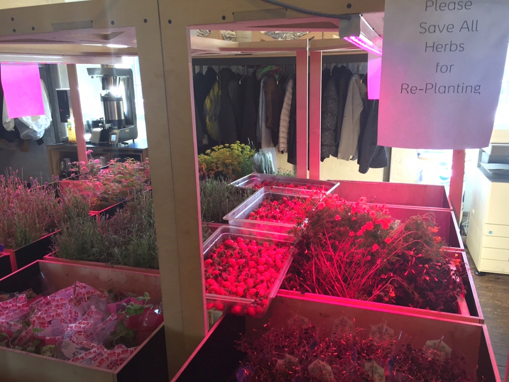 Galleria fotografica






L'edificio che ospita il Noma in una splendida giornata di sole lo scorso sabato 27 agosto, vigilia della quinta edizione di MAD5









Come in un qualsiasi ristorante di mare delle coste italiane e del mondo, il vassoio del pescato (in questo caso nei mari del Nord) viene portato al tavolo e spiegato









First apple of the new season, la prima mela della nuova stagione, una Golden skin per la precisione, per aprire un pranzo superlativo









Una volta aperta, colpo d'occhio a parte, ecco sferette di mela immerse in uno sciroppo di rose e mele fermentate due anni. La fermentazione è una parola dalla quale lì - e non solo lì - proprio non si può prescindere.









Senza parole, così siamo rimasti davanti a questi quattro frutti di fine stagione: in basso a destra (e poi in senso orario) una prugna avvolta in una pellicola naturale, nocciola fresca immersa in olio di nocciola, rosa canina ripiena di frutti di bosco e un fiore di nasturzio farcito con un ribes bacca nera









Un'immagine ravvicinata dei quattro assaggi. Sorprendente il rumore secco della nocciola schiacciata tra i denti. Quattro strepitose idee per accompagnare cocktail vegetariani









Bacche di gelsi, ma di gelsi speciali, quelli che crescono sull'isola di Bornholm, isola danese posta a oriente rispetto al nucleo principale del regno scandinavo, tra le coste della Svezia e della Polonia









Radish pie, tortino di ravanelli. Tale la bellezza del piatto che poteva facilmente deludere. Così non è stato









Chi ha portato in tavola questa preparazione, chiedendo scusa sorridendo, l'ha presentata come una sorta di caprese per via dei pomodorini essiccati e della cagliata di latte fresco. Per il Noma un passo importante: per la prima volta il pomodoro fa capolino nel suo menù. A completare il tutto ribes bianco e ribes nero, olio di colza.









A light stew of fruit and vegetables, così si chiama questa bontà. Dominano le fave e il profumo d'insieme è dato da una estrazione di ciliege









Capolavoro: Sea urcin and cabbage, ricci di mare e cavolo dove una foglia di cavolo svolge la funzione della pasta sfoglia, all'uovo e non, e il ripieno è di ricci in purezza, carnosi e intensi. Arrivano dalle acque gelide dei mari oltre Capo Nord









Un dettaglio del ravioli ai ricci di mare









Langoustine, onion and lavander: dopo l'intensità dei ricci un grande e delicato equilibrio tra i profumi di scampi, cipolle e lavanda









Superbo e godurioso granchio reale prima passato al vapore e poi spadellato con burro aromatizzato agli scampi, le teste per la precisione. Il tutto gustato con le mani









Un esterno del Noma, con il ponte sullo sfondo e tanta gente a camminare rilassata tutt'attorno









Crisp of wild plums and peas, croccante (l'ho sbriciolato al primo morso) con prugne selvatiche e piselli. Ottimo tocco finale con i fiori del timo e del limone









Crisp of wild plum and peas, tanto per ribadire bellezza e bontà









Steamed king crab and egg yolk sauce, la polpa del granchio reale cotta al vapore e servita in un'ardita salsa al tuorlo. Un piatto da meditazione









A ogni cambio di portata il cambio delle posate. Davanti a noi un coltello da Fiorentina e il cervello è andato immediatamente in quella direzione. Poi ecco Charred greens with a scallop paste, foglie di varia natura essiccate alla griglia e spennellate con una pasta di cappesante. E il coltello Laguiole? Una provocazione, ovvio.









#MADMAD5, tanto per non scordarsi perché eravamo a Copenhagen









Nasturzio, gamberi e funghi ma è un mio nome di fantasia perché questa straordinaria minestra non è ancora in carta tanto che non è stata riportata nel menù ricapitolativo che viene consegnato all'uscita.









Un dettaglio della precedente pietanza, qualcosa di stregante: ravioli di foglie di nasturzio e ripieno di gamberetti









Momento di relax, plin plin









Rombo grigliato e salsa di gamberi dolci. Immaginatevi una mini costata di mare, un incredibile giocare tra la sapidità del rombo, la sua gelatinosità e la grassezza esaltata dal calore









Foto ricordo con Renè Redzepi per Cesare Battisti e Cristina Bowerman. Attenti: mad in inglese vuole dire matto, ma in danese cibo.









Ingresso nel mondo dolce con A dessert of sheep's milk and ant paste, latte di pecora e pasta di formiche. Il verde è dato dall'acetosella e lo zucchero è di canna. Per me le formiche sono puro marketing









Il Mottarello del Noma: Grilled rose ice cream and elderflower, fiore di sambuco. E il gelato usato per copertura non è di cioccolato come è facile credere, bensì di orzo fermentato









Spettacolo: muschio cotto nel cioccolato e ciocco-porcino.









In Italia uno pensa subito al Vov, a un liquore all'uovo e non ci si sbaglia. Il tutto con l'aggiunta di sambuco e acquavite al Gewürztraminer









Un ottimo digestivo









Ecco l'orto del Noma, cassette poste sui tetti dei container usati per le fermentazioni. In Italia non sarebbero autorizzate, in pratica a prescindere da come uno lavora. Nella capitale danese sei controllato, ma ti lasciano vivere e lavorare senza risultari vessatori con interventi penalizzanti









Edoardo Canella, sous-chef patavino, spiega a Cristina Bowerman e Cesare Battisti le fermentazioni









Garum di sangue di maiale. Da noi una lavorazione impossibile









La sala al primo piano per eventi privati









La pulizia delle nocciole









L'altra faccia del tortino di ravanelli, un cuoco che deve fare a mano, ogni giorno, decine e decine di piccoli coni uguali tra loro. Senza mai sbuffare e perdere la concentrazione









Un dettaglio della lavorazione dei ravanelli









Poi tutto via per il servizio della sera









Il salone al primo piano dove nascono i piatti. E tanto altro ancora. Non ho visto piastre a induzione o fornelli a gas. Anche al piano terra, quello del ristorante vero e proprio









L'angolo del salone dove pranza e cena il personale









Edoardo Canella, chef padovano al Noma, nello spazio dove vengono pensate e ripensate le nuove ricette. «Qui c'è il nostro alfabeto», detto aprendo il frigorifero









E nell'alfabeto di Redzepi ci sono anche le formiche






