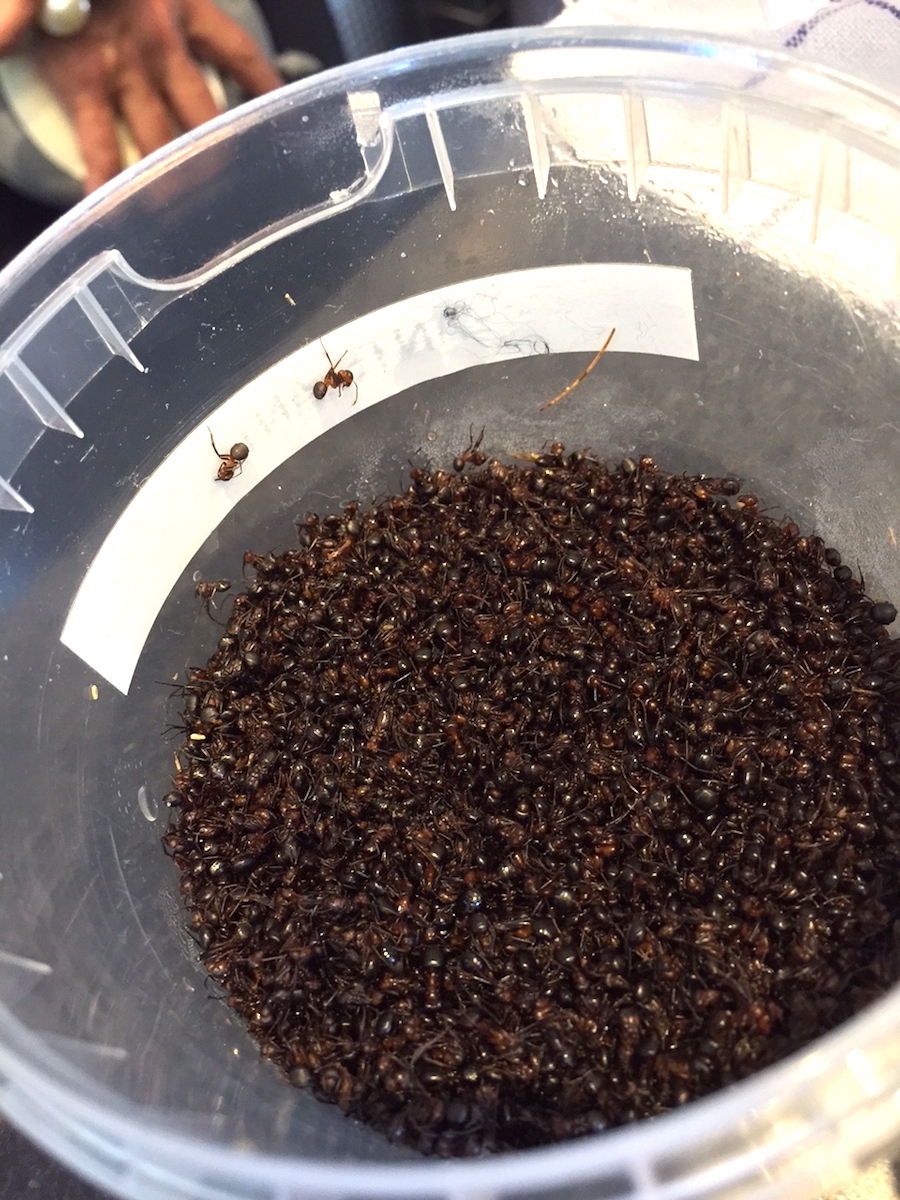 Galleria fotografica






L'edificio che ospita il Noma in una splendida giornata di sole lo scorso sabato 27 agosto, vigilia della quinta edizione di MAD5









Come in un qualsiasi ristorante di mare delle coste italiane e del mondo, il vassoio del pescato (in questo caso nei mari del Nord) viene portato al tavolo e spiegato









First apple of the new season, la prima mela della nuova stagione, una Golden skin per la precisione, per aprire un pranzo superlativo









Una volta aperta, colpo d'occhio a parte, ecco sferette di mela immerse in uno sciroppo di rose e mele fermentate due anni. La fermentazione è una parola dalla quale lì - e non solo lì - proprio non si può prescindere.









Senza parole, così siamo rimasti davanti a questi quattro frutti di fine stagione: in basso a destra (e poi in senso orario) una prugna avvolta in una pellicola naturale, nocciola fresca immersa in olio di nocciola, rosa canina ripiena di frutti di bosco e un fiore di nasturzio farcito con un ribes bacca nera









Un'immagine ravvicinata dei quattro assaggi. Sorprendente il rumore secco della nocciola schiacciata tra i denti. Quattro strepitose idee per accompagnare cocktail vegetariani









Bacche di gelsi, ma di gelsi speciali, quelli che crescono sull'isola di Bornholm, isola danese posta a oriente rispetto al nucleo principale del regno scandinavo, tra le coste della Svezia e della Polonia









Radish pie, tortino di ravanelli. Tale la bellezza del piatto che poteva facilmente deludere. Così non è stato









Chi ha portato in tavola questa preparazione, chiedendo scusa sorridendo, l'ha presentata come una sorta di caprese per via dei pomodorini essiccati e della cagliata di latte fresco. Per il Noma un passo importante: per la prima volta il pomodoro fa capolino nel suo menù. A completare il tutto ribes bianco e ribes nero, olio di colza.









A light stew of fruit and vegetables, così si chiama questa bontà. Dominano le fave e il profumo d'insieme è dato da una estrazione di ciliege









Capolavoro: Sea urcin and cabbage, ricci di mare e cavolo dove una foglia di cavolo svolge la funzione della pasta sfoglia, all'uovo e non, e il ripieno è di ricci in purezza, carnosi e intensi. Arrivano dalle acque gelide dei mari oltre Capo Nord









Un dettaglio del ravioli ai ricci di mare









Langoustine, onion and lavander: dopo l'intensità dei ricci un grande e delicato equilibrio tra i profumi di scampi, cipolle e lavanda









Superbo e godurioso granchio reale prima passato al vapore e poi spadellato con burro aromatizzato agli scampi, le teste per la precisione. Il tutto gustato con le mani









Un esterno del Noma, con il ponte sullo sfondo e tanta gente a camminare rilassata tutt'attorno









Crisp of wild plums and peas, croccante (l'ho sbriciolato al primo morso) con prugne selvatiche e piselli. Ottimo tocco finale con i fiori del timo e del limone









Crisp of wild plum and peas, tanto per ribadire bellezza e bontà









Steamed king crab and egg yolk sauce, la polpa del granchio reale cotta al vapore e servita in un'ardita salsa al tuorlo. Un piatto da meditazione









A ogni cambio di portata il cambio delle posate. Davanti a noi un coltello da Fiorentina e il cervello è andato immediatamente in quella direzione. Poi ecco Charred greens with a scallop paste, foglie di varia natura essiccate alla griglia e spennellate con una pasta di cappesante. E il coltello Laguiole? Una provocazione, ovvio.









#MADMAD5, tanto per non scordarsi perché eravamo a Copenhagen









Nasturzio, gamberi e funghi ma è un mio nome di fantasia perché questa straordinaria minestra non è ancora in carta tanto che non è stata riportata nel menù ricapitolativo che viene consegnato all'uscita.









Un dettaglio della precedente pietanza, qualcosa di stregante: ravioli di foglie di nasturzio e ripieno di gamberetti









Momento di relax, plin plin









Rombo grigliato e salsa di gamberi dolci. Immaginatevi una mini costata di mare, un incredibile giocare tra la sapidità del rombo, la sua gelatinosità e la grassezza esaltata dal calore









Foto ricordo con Renè Redzepi per Cesare Battisti e Cristina Bowerman. Attenti: mad in inglese vuole dire matto, ma in danese cibo.









Ingresso nel mondo dolce con A dessert of sheep's milk and ant paste, latte di pecora e pasta di formiche. Il verde è dato dall'acetosella e lo zucchero è di canna. Per me le formiche sono puro marketing









Il Mottarello del Noma: Grilled rose ice cream and elderflower, fiore di sambuco. E il gelato usato per copertura non è di cioccolato come è facile credere, bensì di orzo fermentato









Spettacolo: muschio cotto nel cioccolato e ciocco-porcino.









In Italia uno pensa subito al Vov, a un liquore all'uovo e non ci si sbaglia. Il tutto con l'aggiunta di sambuco e acquavite al Gewürztraminer









Un ottimo digestivo









Ecco l'orto del Noma, cassette poste sui tetti dei container usati per le fermentazioni. In Italia non sarebbero autorizzate, in pratica a prescindere da come uno lavora. Nella capitale danese sei controllato, ma ti lasciano vivere e lavorare senza risultari vessatori con interventi penalizzanti









Edoardo Canella, sous-chef patavino, spiega a Cristina Bowerman e Cesare Battisti le fermentazioni









Garum di sangue di maiale. Da noi una lavorazione impossibile









La sala al primo piano per eventi privati









La pulizia delle nocciole









L'altra faccia del tortino di ravanelli, un cuoco che deve fare a mano, ogni giorno, decine e decine di piccoli coni uguali tra loro. Senza mai sbuffare e perdere la concentrazione









Un dettaglio della lavorazione dei ravanelli









Poi tutto via per il servizio della sera









Il salone al primo piano dove nascono i piatti. E tanto altro ancora. Non ho visto piastre a induzione o fornelli a gas. Anche al piano terra, quello del ristorante vero e proprio









L'angolo del salone dove pranza e cena il personale









Edoardo Canella, chef padovano al Noma, nello spazio dove vengono pensate e ripensate le nuove ricette. «Qui c'è il nostro alfabeto», detto aprendo il frigorifero






