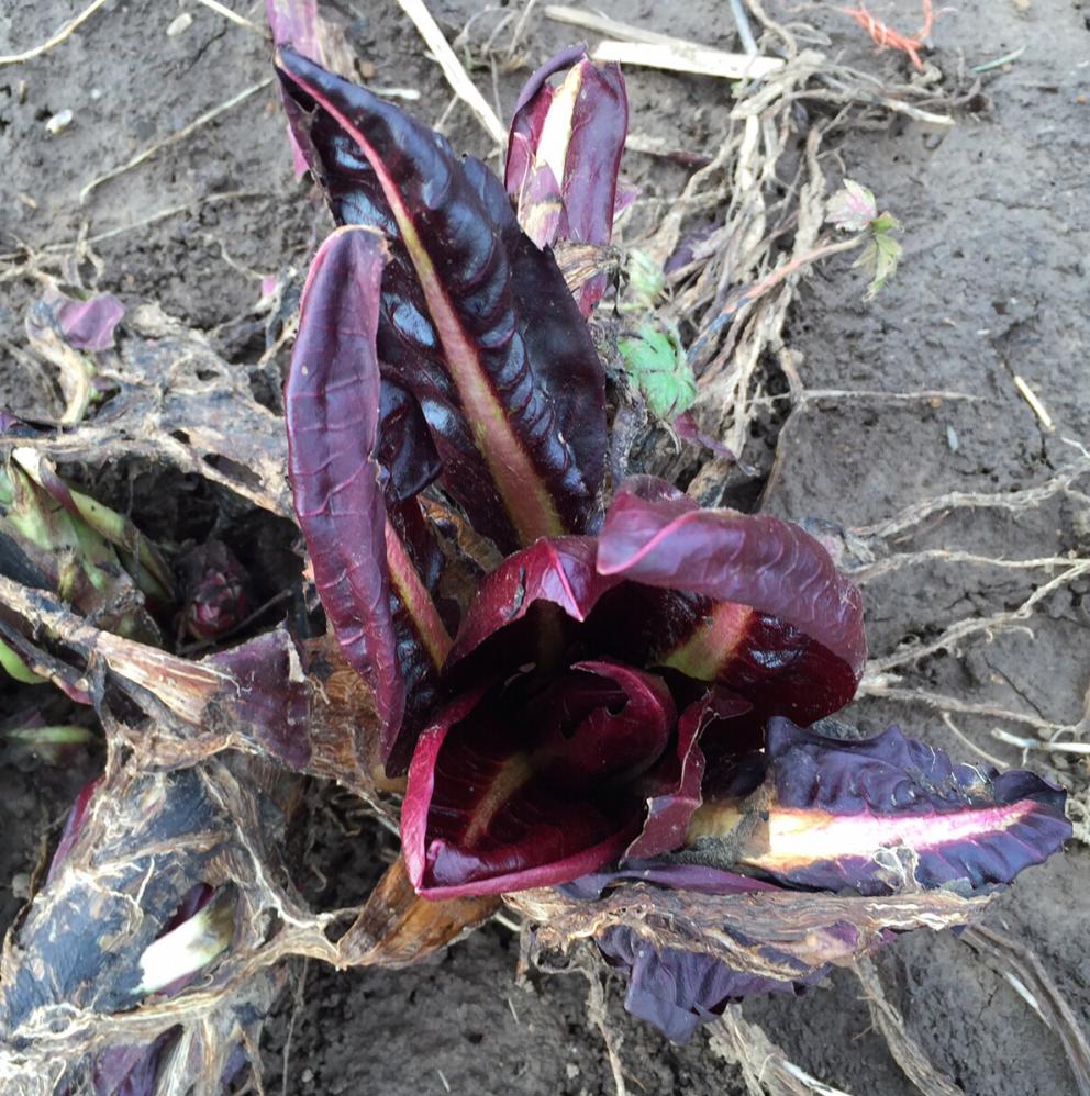 Galleria fotograficaVerso la notte in North Albina Avenue a PortlandIl portico del B&B scelto a Portland
L'ingresso del B&B
Sarah Minnick e Paolo Marchi del salone della villa occupata a Portland
Fresh Pot, il caff&egrave; del mattino nel Mississippi District in Portland
L'altra America, quella che non si chiude in se stessaFranco Pepe e il suo prezioso collaboratore Salvatore Vigliotta nella foto di Luciano Furia
In viaggio verso l'Ayers Creek Farm a Gaston
Il campo difficile da coltivare all'Ayers Creek Farm a Gaston. Per i messicani che vi lavorano, non vi &egrave; nulla da fare: &egrave; un terreno freddo. Di anima
Camminare la campagna nell'Oregon. Da sinistra verso destra si riconoscono Carol e Anthony Boutard, Sarah Minnick, Paolo Marchi, Salvatore Vigliotta e Franco Pepe. Foto di Luciano Furia
Topolino
Sarah Minnick
Anthony Boutard nei suoi campi
