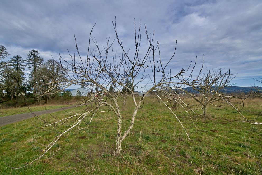 Galleria fotograficaVerso la notte in North Albina Avenue a PortlandIl portico del B&B scelto a Portland
L'ingresso del B&B
Sarah Minnick e Paolo Marchi del salone della villa occupata a Portland
Fresh Pot, il caff&egrave; del mattino nel Mississippi District in Portland
L'altra America, quella che non si chiude in se stessaFranco Pepe e il suo prezioso collaboratore Salvatore Vigliotta nella foto di Luciano Furia
In viaggio verso l'Ayers Creek Farm a Gaston
